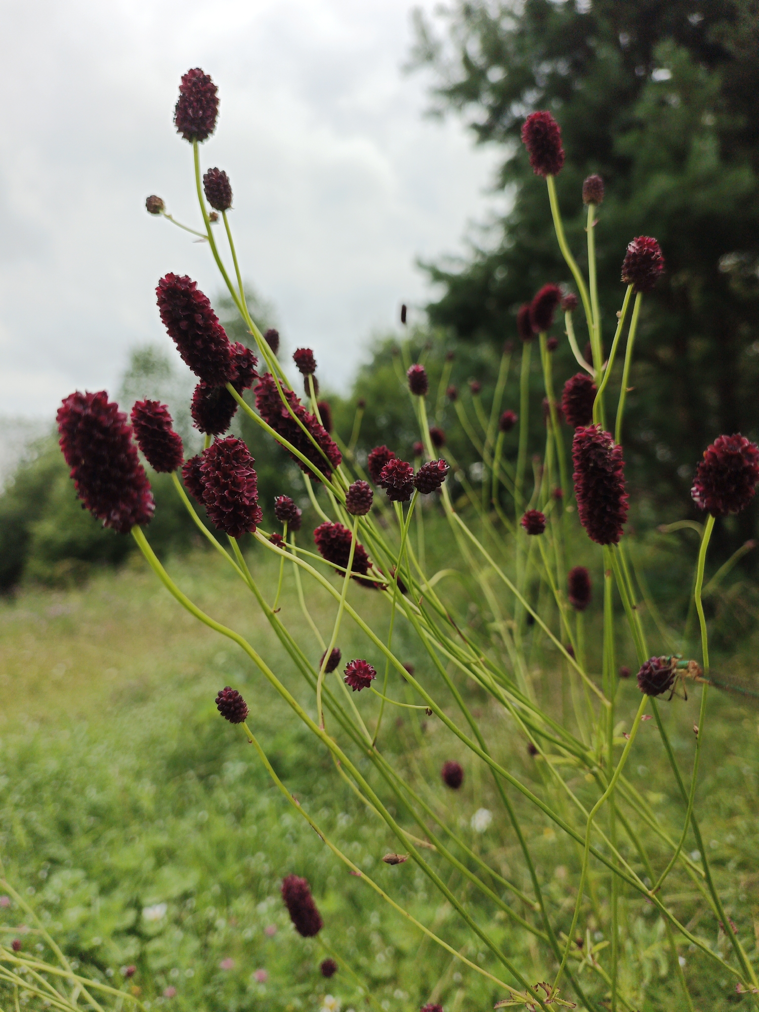 A close-up, low-angle shot captures a cluster of dark red, elongated flower heads with a bristly texture, each perched atop a thin, green stem. These flowers are in the foreground, with a shallow depth of field blurring the background. The background transitions from a grassy meadow with scattered small white and pink flowers to a line of dark green trees against a cloudy sky. The overall impression is a natural, outdoor scene, likely in a field or meadow on an overcast day. There are no people or any discernible man-made structures or objects present in the image. The image was taken in Medvedyovka, Russia.