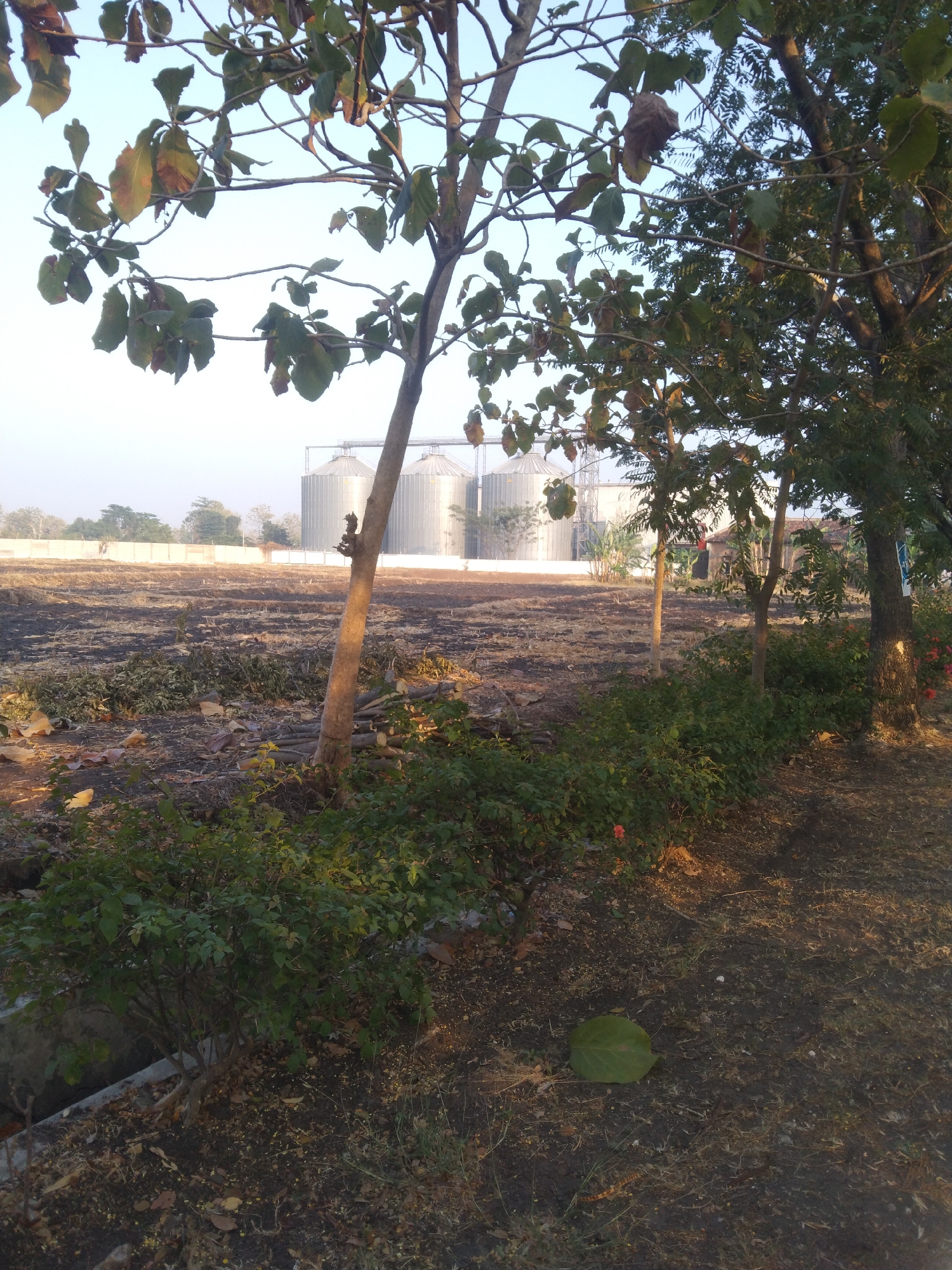 The image depicts a rural landscape in Growok, Indonesia, characterized by agricultural land and industrial structures. In the background, several large, silver silos stand prominently, indicative of agricultural storage facilities. In the foreground, there is a cleared field with remnants of agricultural activity, including dry vegetation and cut branches, suggesting recent harvesting or land management practices.
Several trees are present throughout the scene. A large tree with green and brown leaves stands in the mid-ground, its trunk partially obscuring the silos. A line of dense green bushes runs along the right side of the image, bordering a dirt path. A single, large, green leaf lies on the ground in the foreground, contrasting with the dry soil.
The overall impression is one of an agricultural area undergoing seasonal changes or land preparation, with the industrial silos serving as a backdrop. The lighting suggests it might be early morning or late afternoon, as indicated by the warm tones and soft shadows. There are no people visible in the frame, and no specific actions or interactions are depicted. The environment appears to be dry and somewhat arid, consistent with the remnants of harvested vegetation.