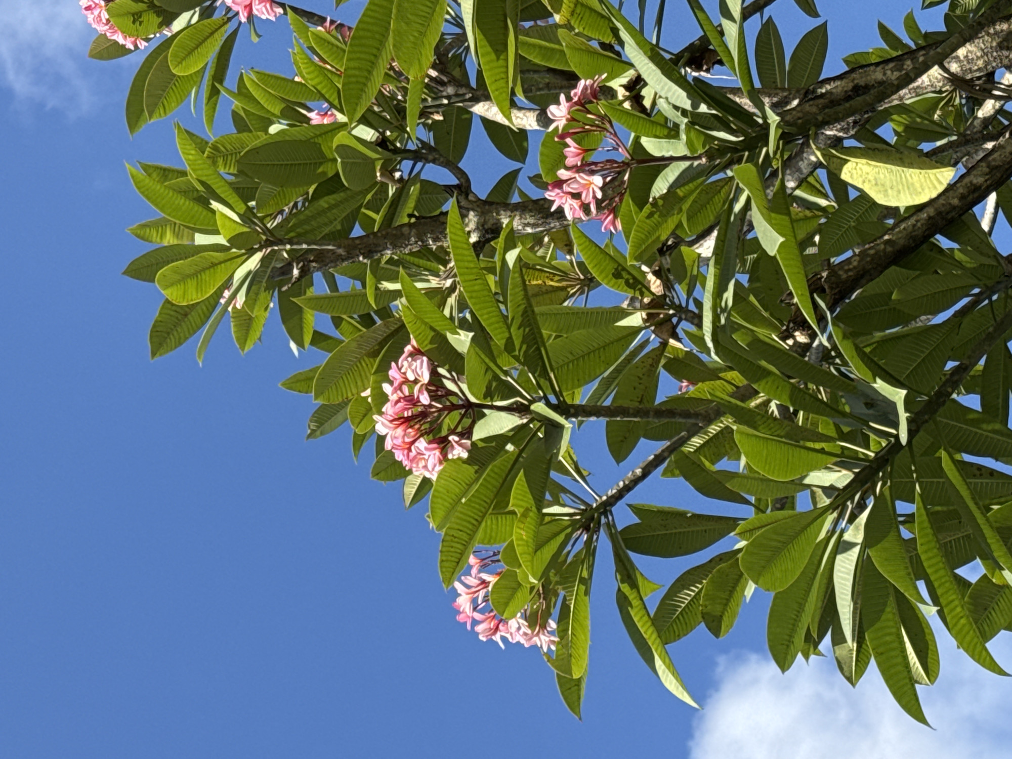This image captures a close-up view of Frangipani flowers and foliage against a clear blue sky. The branches are laden with lush, green leaves, many of which are elongated with prominent veins. Clusters of delicate pink Frangipani blossoms are scattered throughout the branches, some in full bloom and others as buds. The angle of the shot looks upwards, emphasizing the vibrant blue of the sky, which is mostly clear with a few wispy white clouds visible towards the bottom of the frame. The lighting suggests it is daytime, likely morning or afternoon, with the sun illuminating the leaves and flowers from above, creating some subtle shadows. The scene evokes a sense of tropical tranquility and natural beauty, typical of a warm climate. The location is identified as Denpasar, Indonesia, which aligns with the prevalence of Frangipani trees in such environments. There is no visible text in the image.