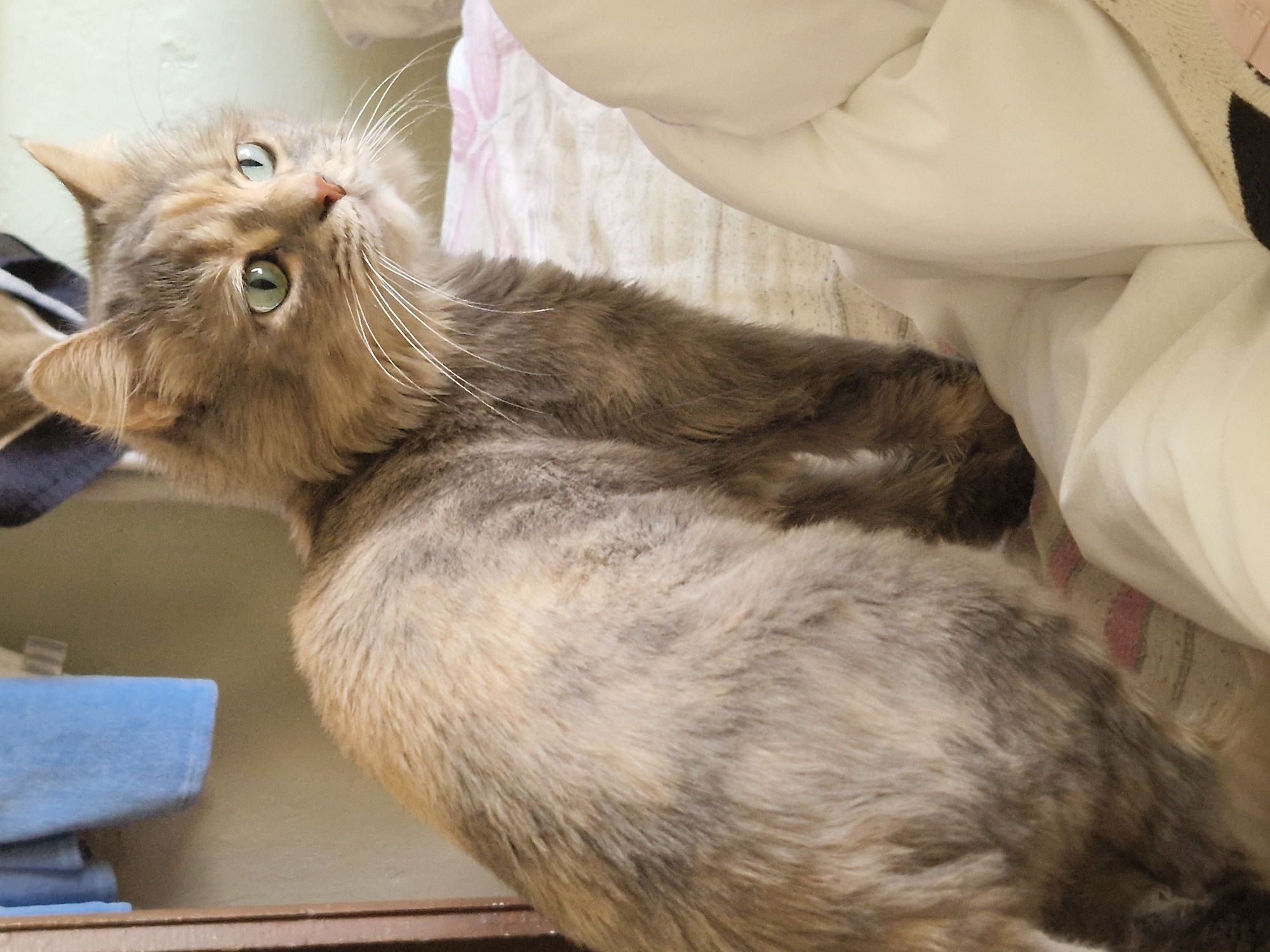 The photograph depicts a fluffy, long-haired cat with green eyes and a tortoiseshell and grey tabby coat. The cat is positioned on a bed with white and pink striped bedding, partially obscured by a white duvet. The background includes a wall and a doorway with a blue towel hanging on the left. There is no information available to determine the cat's location in the city of Raduvene, Bulgaria.
