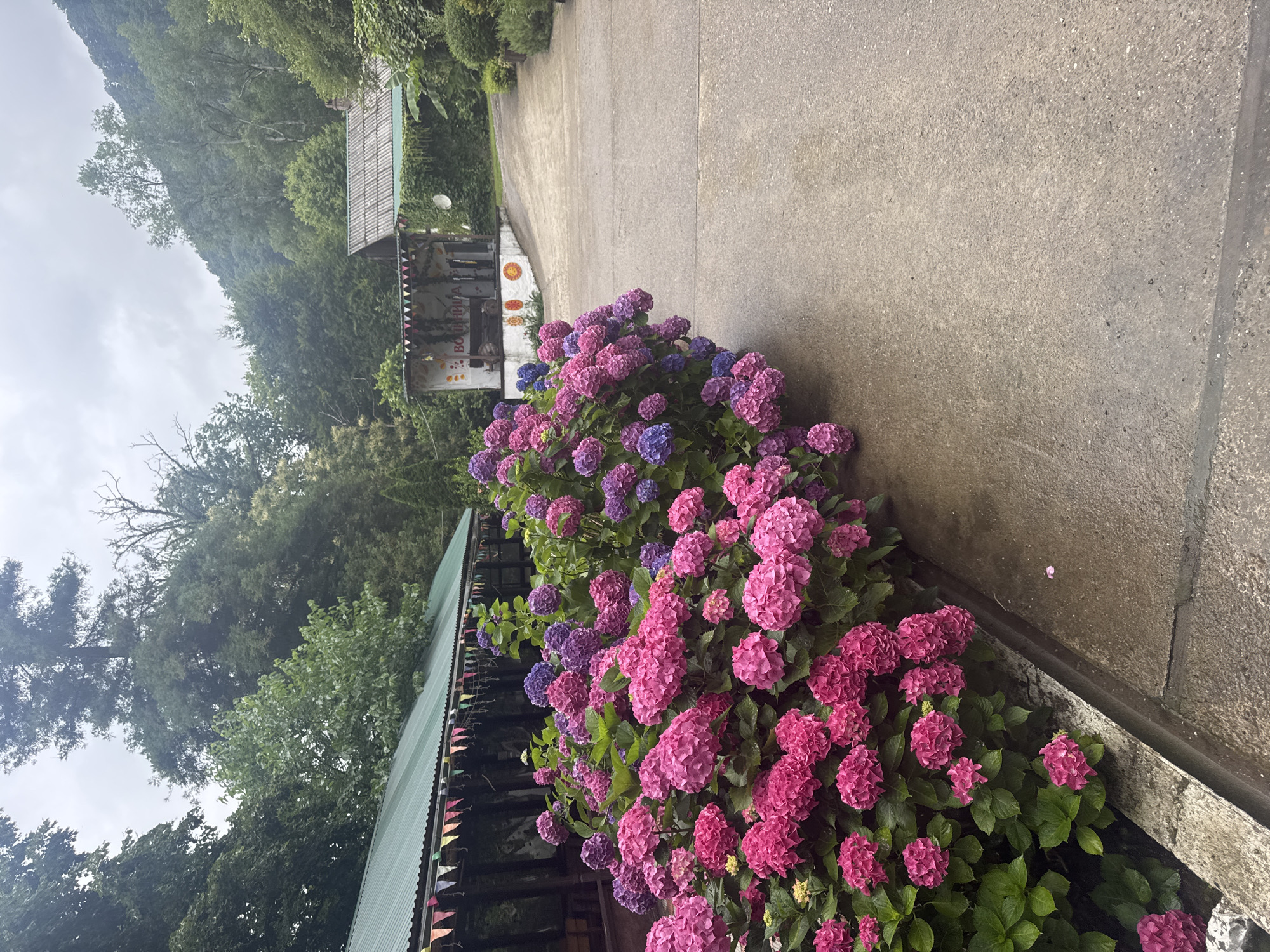 The image depicts an outdoor scene in Semenovka, Russia, featuring a lush display of pink and purple hydrangeas bordering a concrete pathway. To the left, a long, covered structure with a green corrugated roof is visible, adorned with a string of colorful triangular flags. This structure appears to be a market stall or outdoor dining area, with tables and chairs dimly visible within.
Further down the pathway and to the right, a small, open-sided building with a weathered, grey roof stands. This structure has a white facade decorated with a mural that includes the Cyrillic word "ВОЛНИЦА," suggesting it might be a shop or a small stage. The pathway itself is a light grey concrete, appearing slightly damp.
The background is dominated by dense green foliage and trees, indicating a natural, possibly forested, environment. The sky is overcast and appears grey. No people are present in the frame. The overall impression is one of a tranquil, natural setting with some elements of human activity.