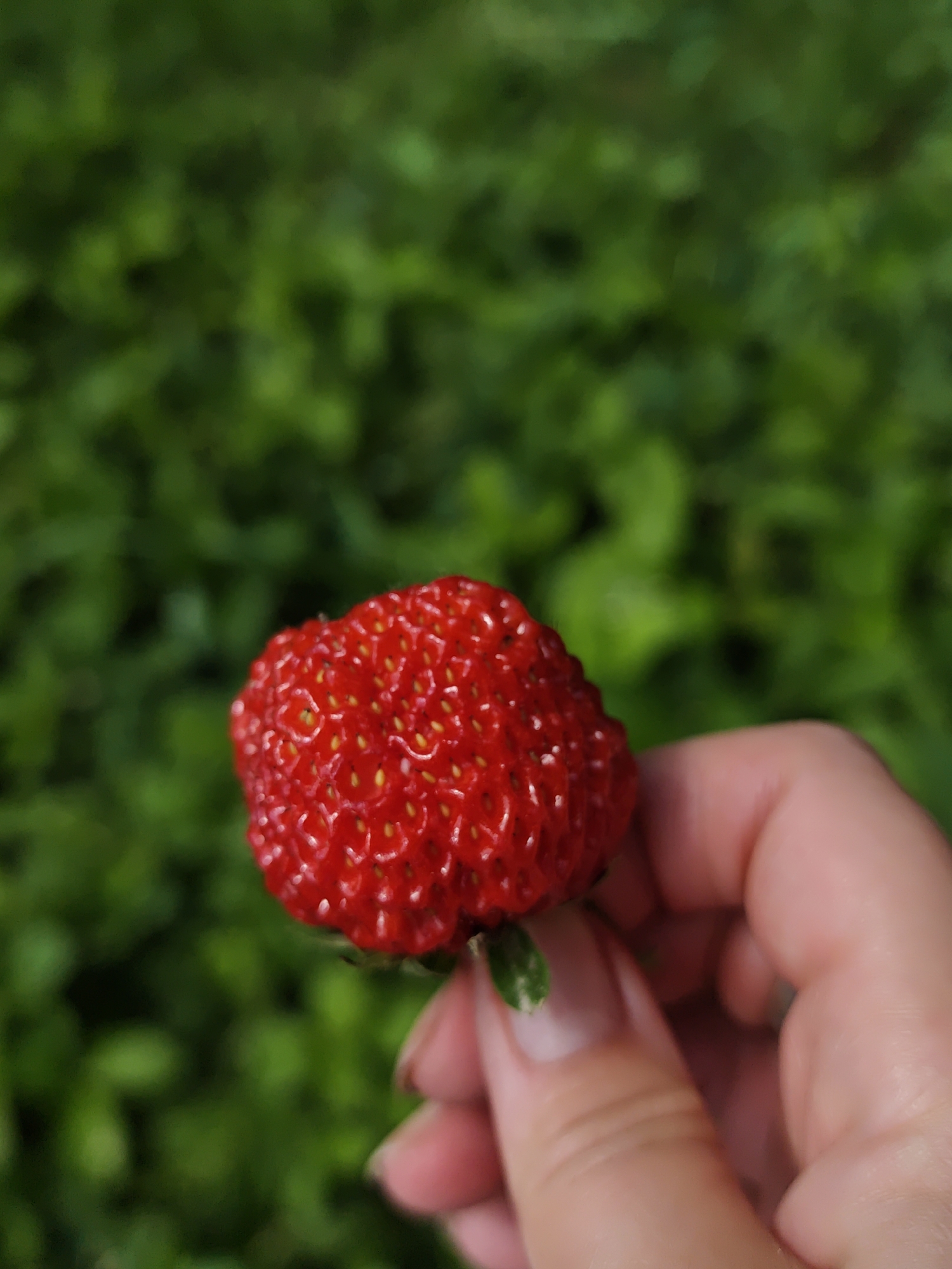 A close-up shot shows a person's hand holding a ripe red strawberry against a blurred green background. The strawberry is the primary subject, its texture and seeds clearly visible. The hand, with neatly trimmed fingernails, is gently supporting the fruit. The background consists of out-of-focus green foliage, suggesting an outdoor setting, potentially in a garden or natural environment. This image was captured in Parkhomivka, Ukraine.