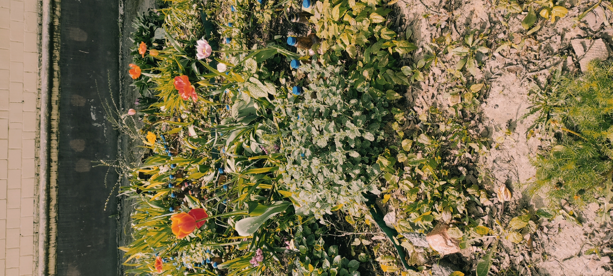 The image depicts a roadside flowerbed in Fryazino, Russia, adjacent to a building with light-colored brick facade. The flowerbed contains a variety of plants, including tulips in shades of orange, yellow, and pink, as well as other flowering plants with blue and purple blooms. There are also various green leafy plants and patches of dry soil. Small blue bottle caps are scattered throughout the flowerbed. The asphalt road surface is visible next to the flowerbed.