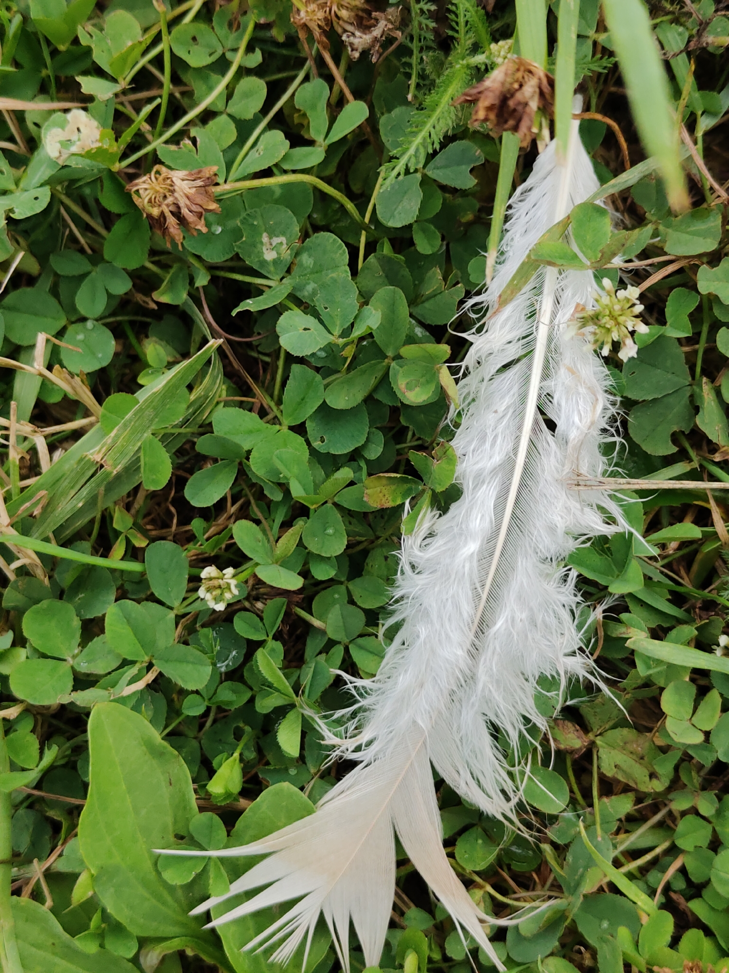 A single white feather rests on a patch of clover and grass. The feather is in the center of the frame, angled diagonally from the bottom left to the top right. It has a prominent quill and soft, wispy barbs that are slightly frayed. The surrounding environment is lush and green, with various clover leaves, some with tiny white flowers. There are also dry, brown plant matter and blades of grass intermingled with the green foliage. The lighting suggests an outdoor setting, likely during the daytime. There are no people or animals visible in the image. The location is described as Shikhovo, Russia.