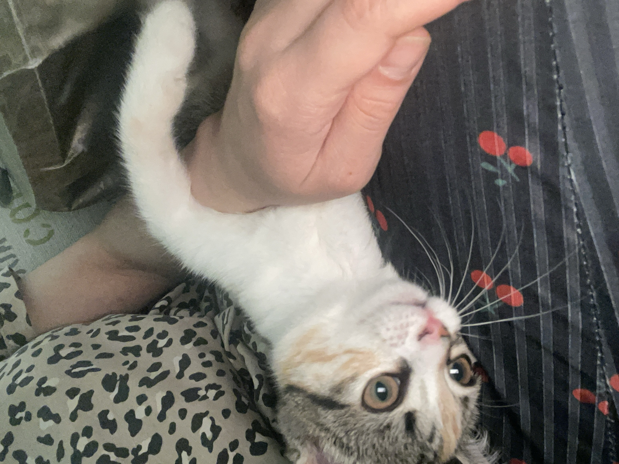 A calico kitten is being held by a person's hand. The kitten is lying on its back with its paws in the air, and its head is turned to the side, looking at the camera. The kitten has white, black, and orange fur, and its eyes are green. The person's hand is pale and has short fingernails. The background is a blurry mix of patterns, including a leopard print fabric and a dark fabric with red cherry designs. There is no discernible city or specific location in Russia.