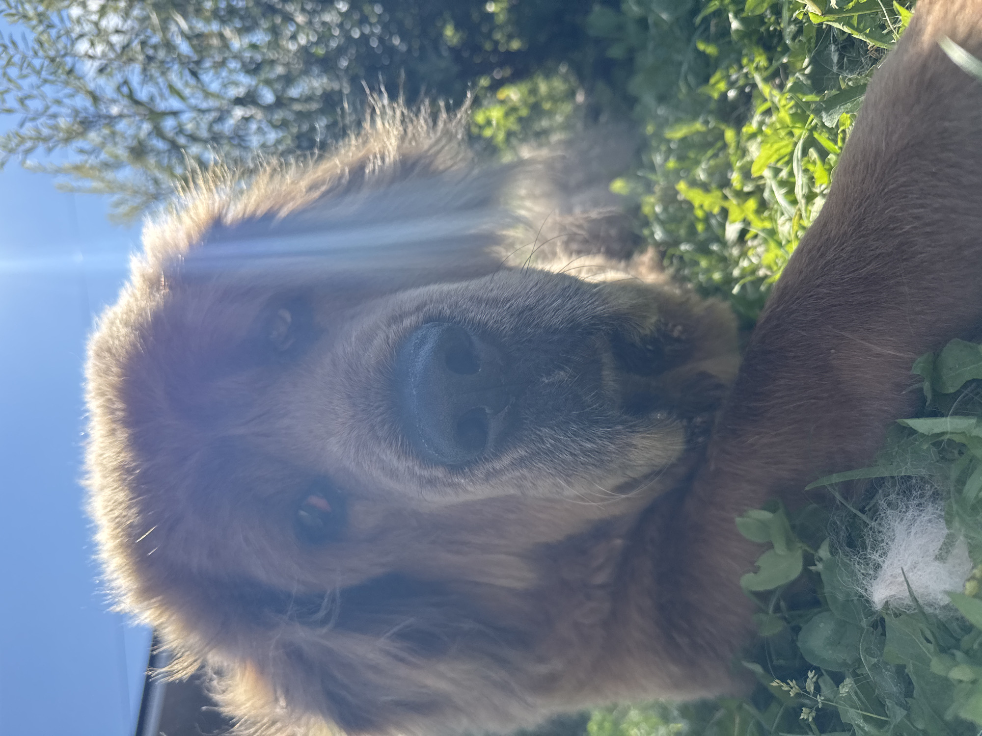 A close-up, low-angle shot features a large, fluffy brown dog lying in green grass under a clear blue sky. The dog's head is the primary focus, with its muzzle, nose, and one eye visible. Sunlight glints off the dog's fur and creates lens flare effects across the image. To the right of the dog, out-of-focus green foliage and branches are visible. In the background, a blurry structure can be seen, possibly a building. A small clump of white fur rests in the grass in the foreground. The image appears to have been taken outdoors in an area with vegetation, potentially a park or yard in Kempelevo, Russia.