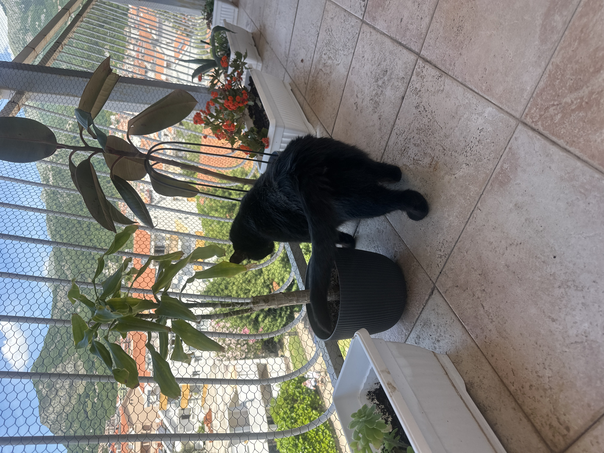 The image captures a black cat on a tiled balcony in Budva, Montenegro, overlooking a city and mountainous landscape under a bright, partly cloudy sky. The cat, seen from behind, is positioned on light beige square tiles, its tail curled around a dark grey ribbed pot containing a tall plant with broad, green leaves. To the left, a white rectangular planter holds small green succulents. Further along the balcony, a Ficus elastica plant is supported by a black metal frame, positioned next to a white rectangular planter filled with vibrant red-orange flowering plants. Another white rectangular planter with a spiky succulent is visible beyond that. A white metal safety railing, secured with a fine mesh net, encloses the balcony, offering a view of buildings with orange-tiled roofs, lush green trees, and distant green mountains under a blue sky with scattered white clouds. The scene is illuminated by strong daylight.