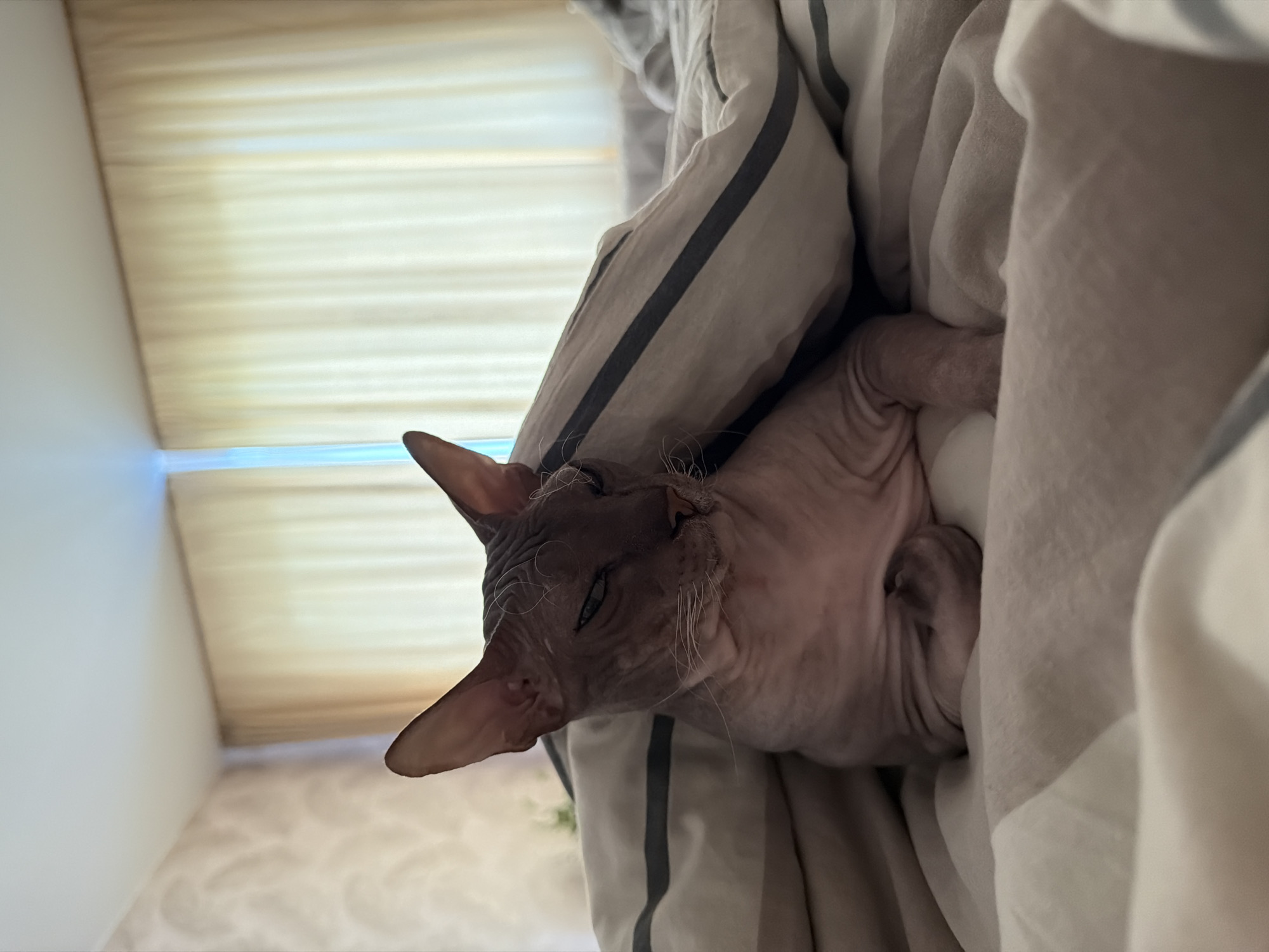 A Sphinx cat with wrinkled, pinkish-grey skin lies partially covered by a striped duvet on a bed. The cat's face is visible, with large ears, green eyes, and prominent whiskers. The background shows a room with sheer curtains and wallpaper, suggesting an indoor setting. There are no visible landmarks to identify the location in Izhevsk, Russia.