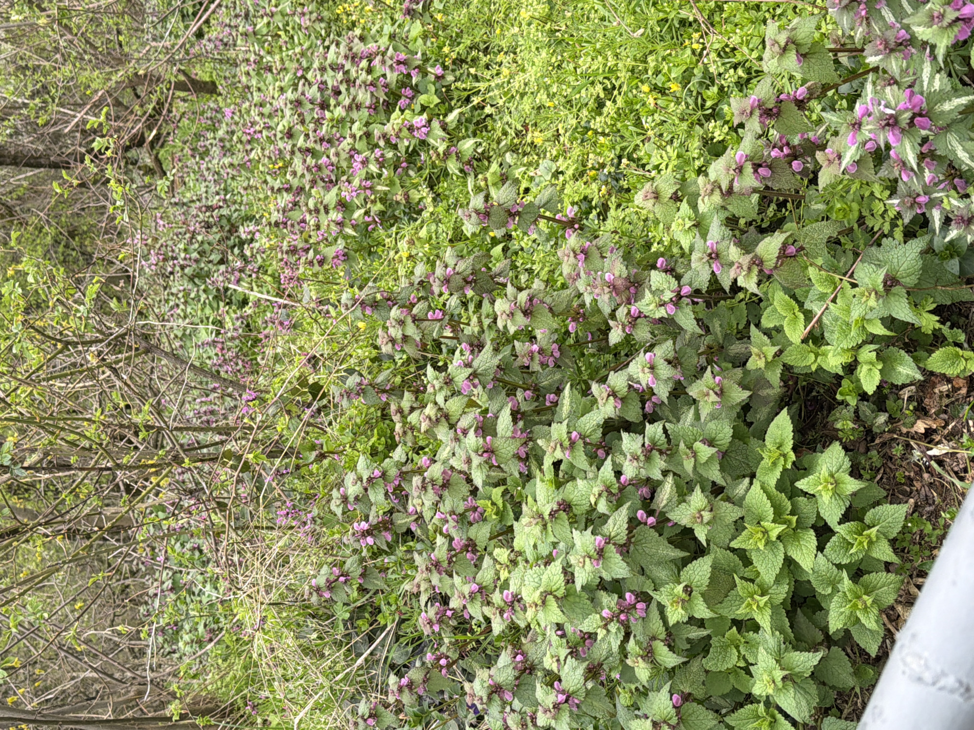The image shows a ground-level view of a vegetated area, potentially a roadside or edge of a wooded area. The dominant plants appear to be Lamium purpureum (purple dead-nettle) with distinctive purple flowers and green leaves. The location is unknown and there is no definitive evidence to place the scene in Bratsigovo, Bulgaria. There are no visible people in the image. The environment includes other green vegetation, some bare branches of shrubs or trees in the background, and a hint of a white structure in the bottom right corner of the image.