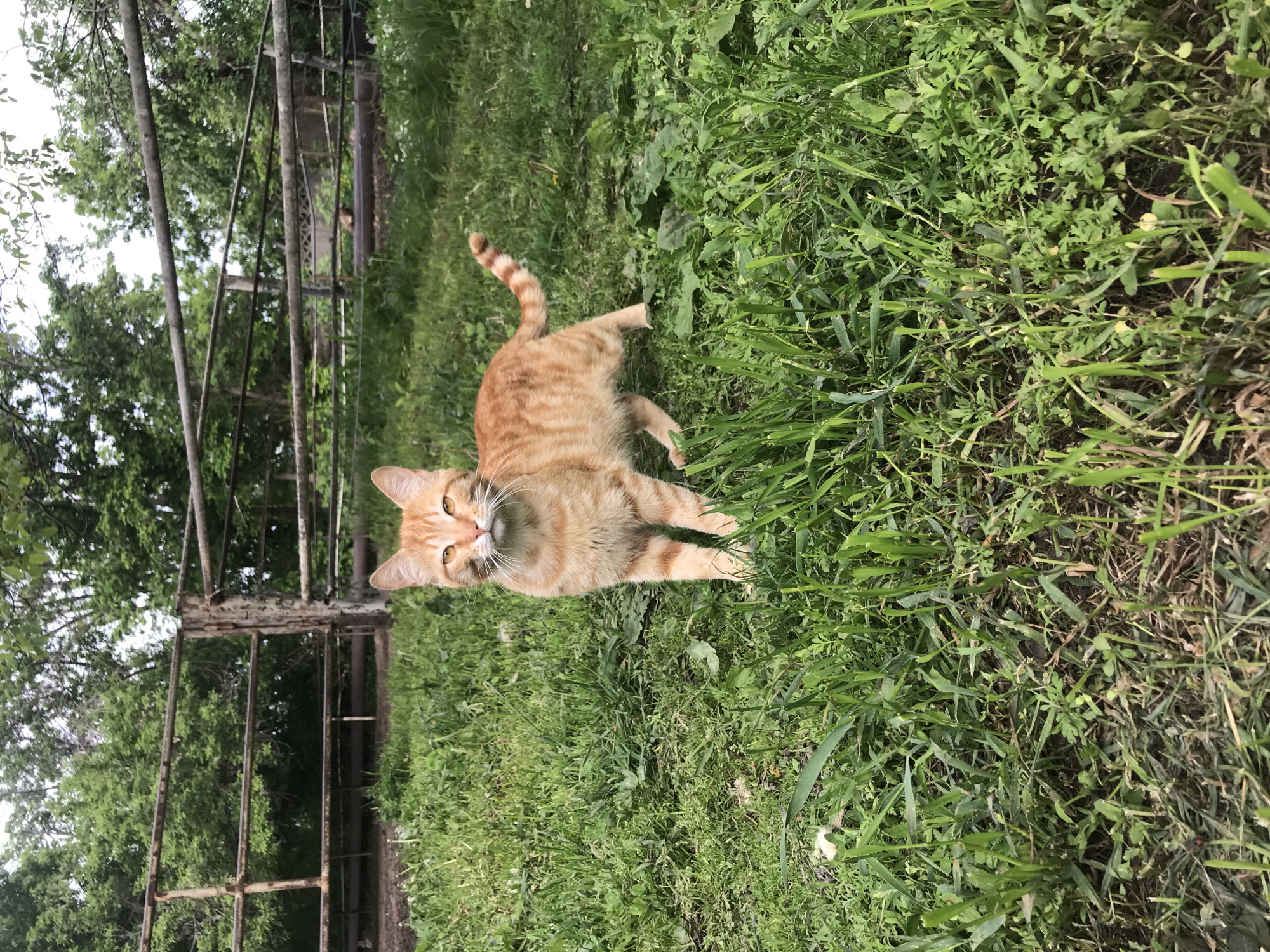 A ginger tabby cat stands in tall, green grass near a weathered, gray metal fence. The background includes trees and additional vegetation. The scene appears to be outdoors, potentially in a rural or semi-rural setting. There is no specific evidence in the image to confirm the location as Kharkiv, Ukraine.