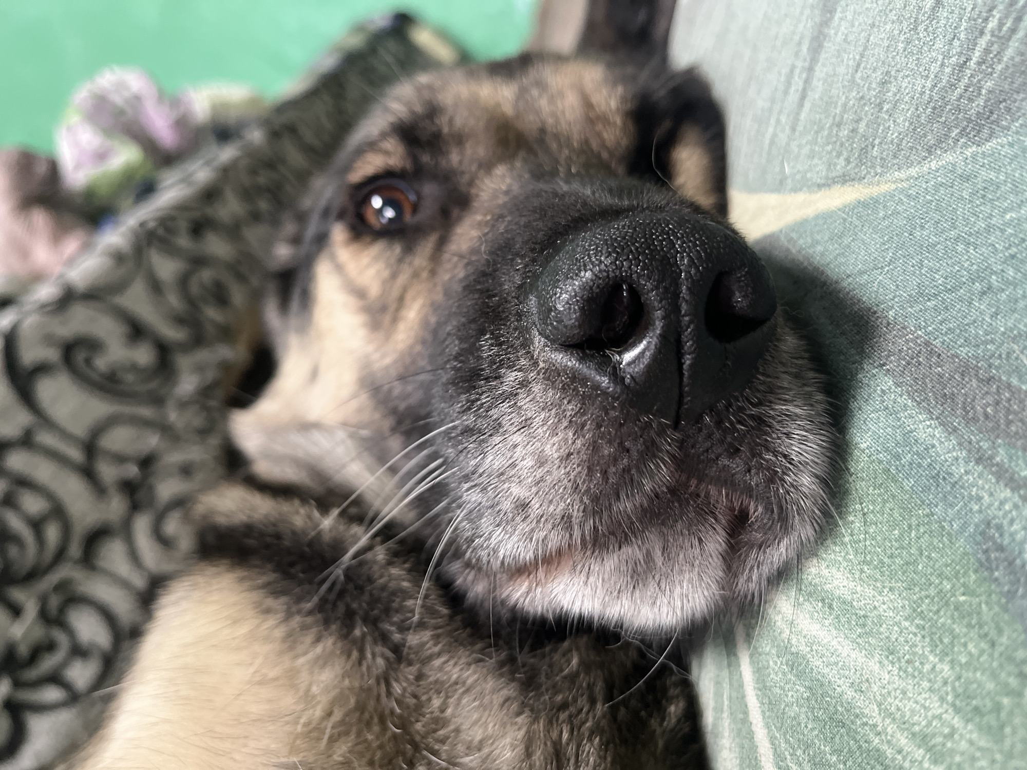This close-up, eye-level shot features the face of a German Shepherd dog, resting comfortably on a bed. The dog's muzzle and nose are the focal point, with the right eye visible just behind it. The dog's fur is a mix of tan, brown, and black, with long, white whiskers extending from its snout. The background shows a soft, green blanket with a subtle striped pattern, and to the left, a patterned throw blanket in shades of gray and white. The lighting suggests it is daytime, possibly indoors given the cozy setting of a bed. The dog appears relaxed and peaceful, with its head tilted slightly. There is no visible text in the image. The location context of Nizhny Tagil, Russia, does not provide any visual cues within the image itself.