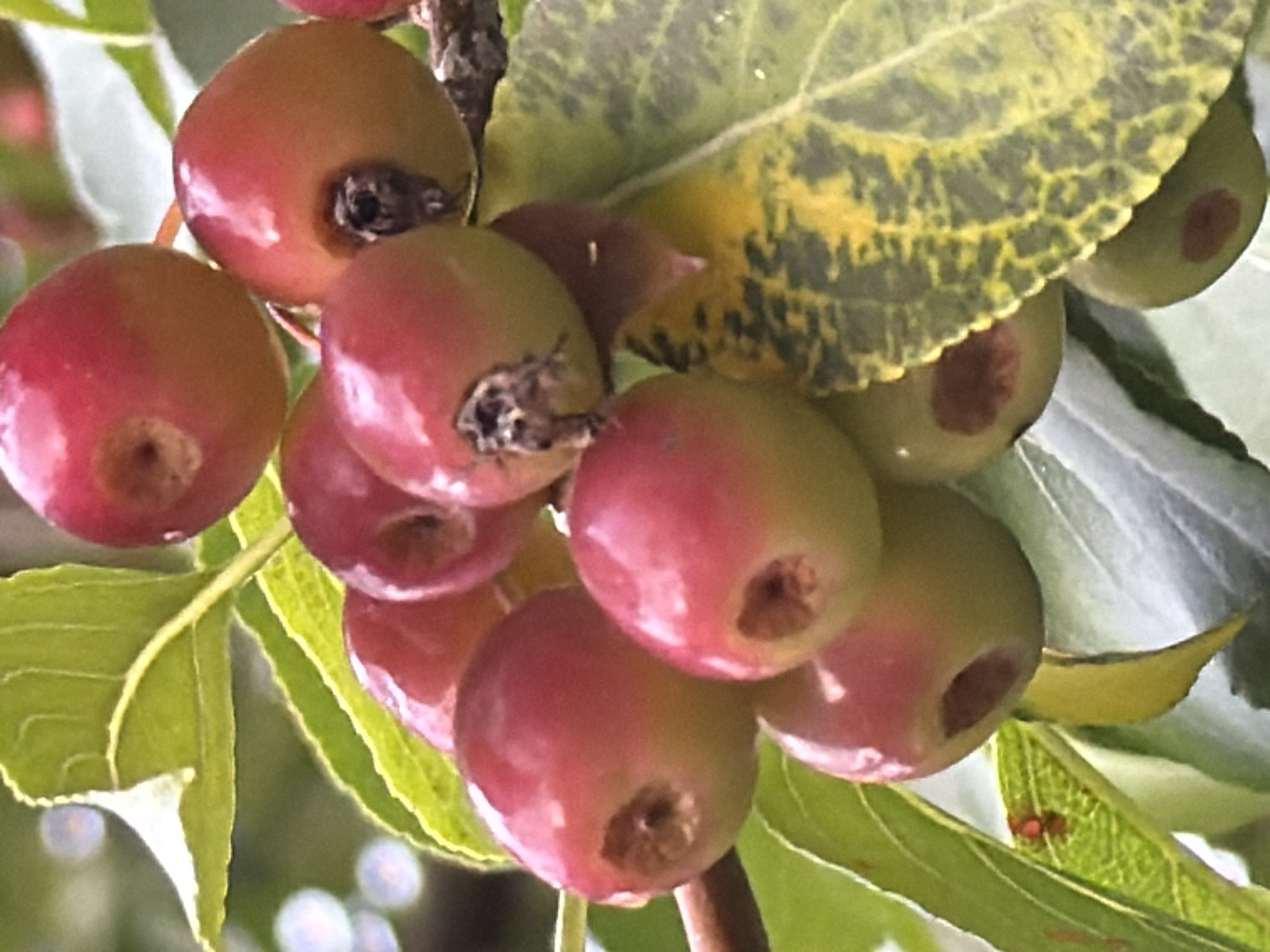 A cluster of small, round, red and green fruits, likely crabapples, hangs from a branch amidst green leaves. Some of the fruits have blemishes or darkened spots at their ends. A few leaves are yellowing and spotted with dark green, indicating possible disease or the onset of autumn. The background is blurred, suggesting a shallow depth of field. The image does not contain any recognizable landmarks or indicators that would place it specifically in the city of Tyumen, Russia.