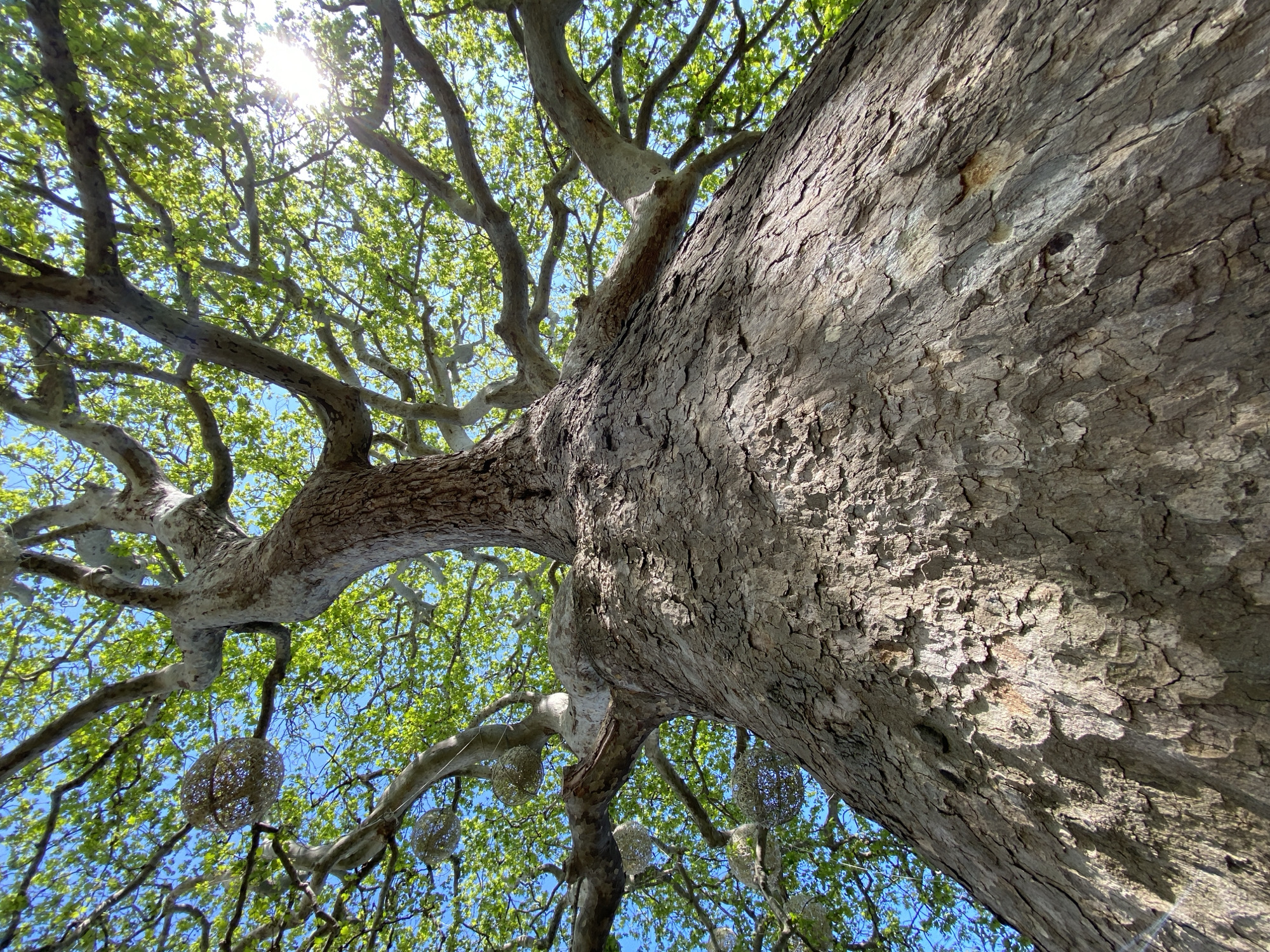 A low-angle, wide-shot photograph reveals a massive tree trunk in the foreground, textured with rough, cracked bark. The trunk ascends vertically, dominating the right side of the frame, before branching into numerous pale gray limbs that reach towards the sky. These branches are adorned with light green leaves, creating a canopy against a vibrant blue sky, visible through gaps in the foliage. The sun shines brightly in the upper left corner, partially obscured by the leaves. Hanging from the branches are several spherical, woven decorations. The photograph was taken in the city of город Ялта, Ukraine.