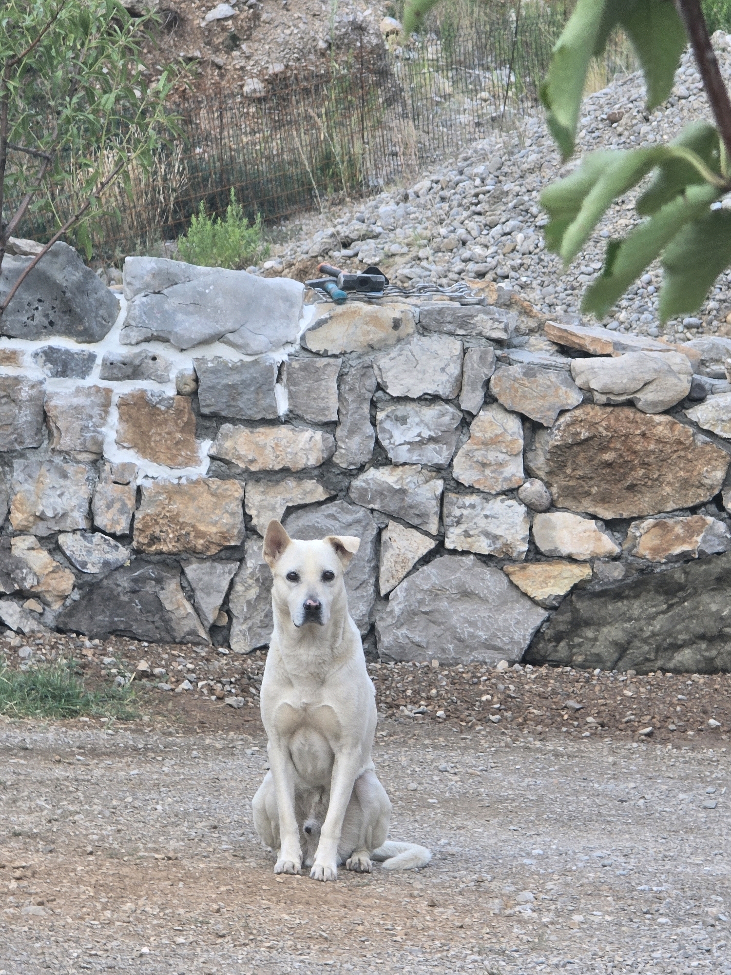 A light-colored dog sits facing the camera in front of a rough stone wall. The dog is positioned in the center of the frame, with its forepaws resting on the gravelly ground. The wall behind it is constructed of various sizes and colors of stones, from light grey to tan and brown, with white mortar visible between them. Beyond the wall, a slope covered in small stones and dirt rises, with some sparse vegetation and a metal fence visible. To the right of the frame, out of focus, are green leaves from a plant. The lighting suggests it is daytime, with soft shadows. The scene appears to be an outdoor, possibly rural or undeveloped area.
