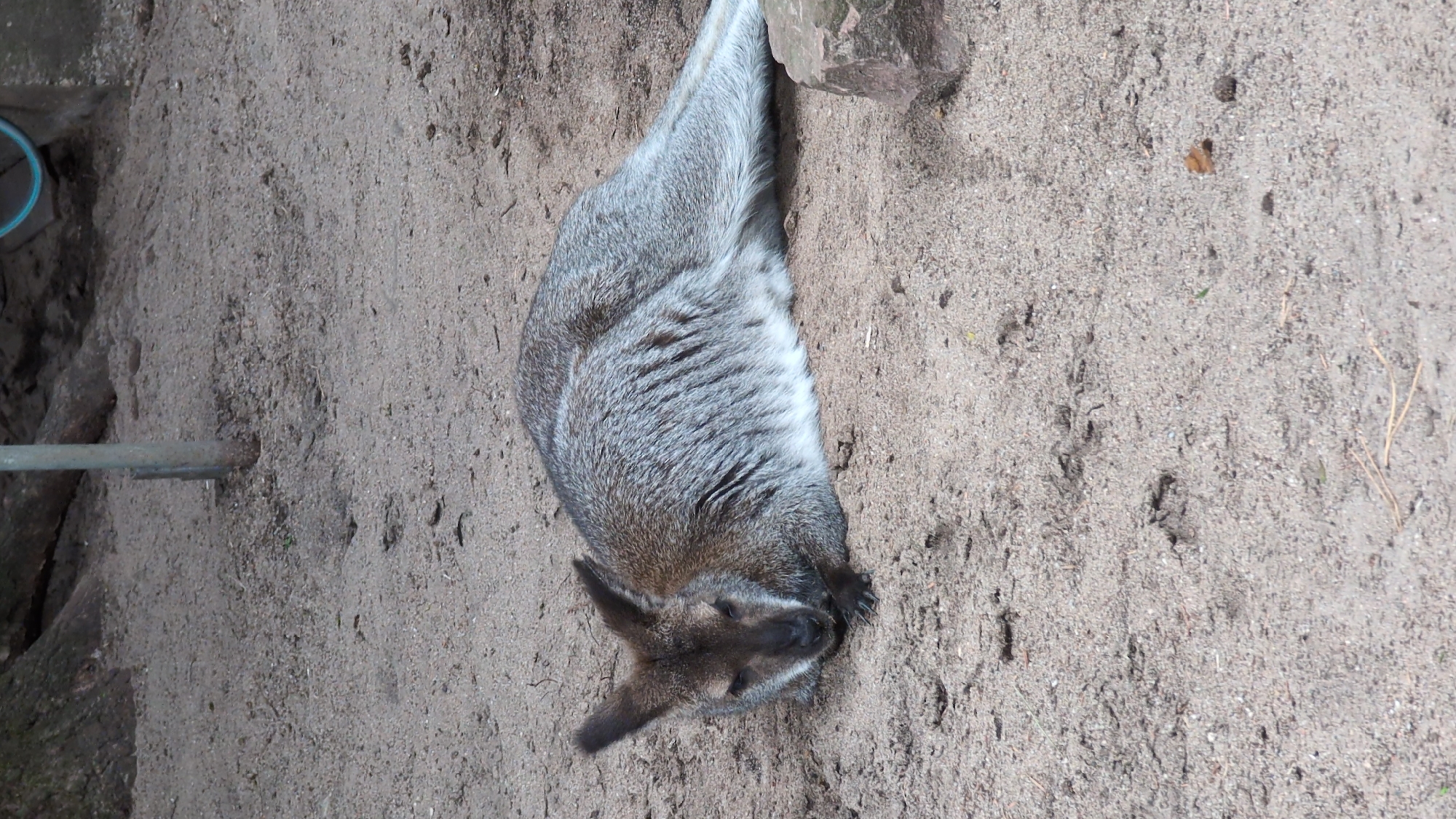 An adult kangaroo is lying on its side on a sandy ground, in what appears to be an enclosure at the Viernheim Wildlife Park. The kangaroo is facing towards the left side of the frame, with its head resting on the ground and its eyes closed. Its fur is greyish-brown with a lighter colored belly. The background shows a tree trunk and a metal pole, with some rocks scattered on the ground. The lighting suggests it is daytime, possibly overcast.