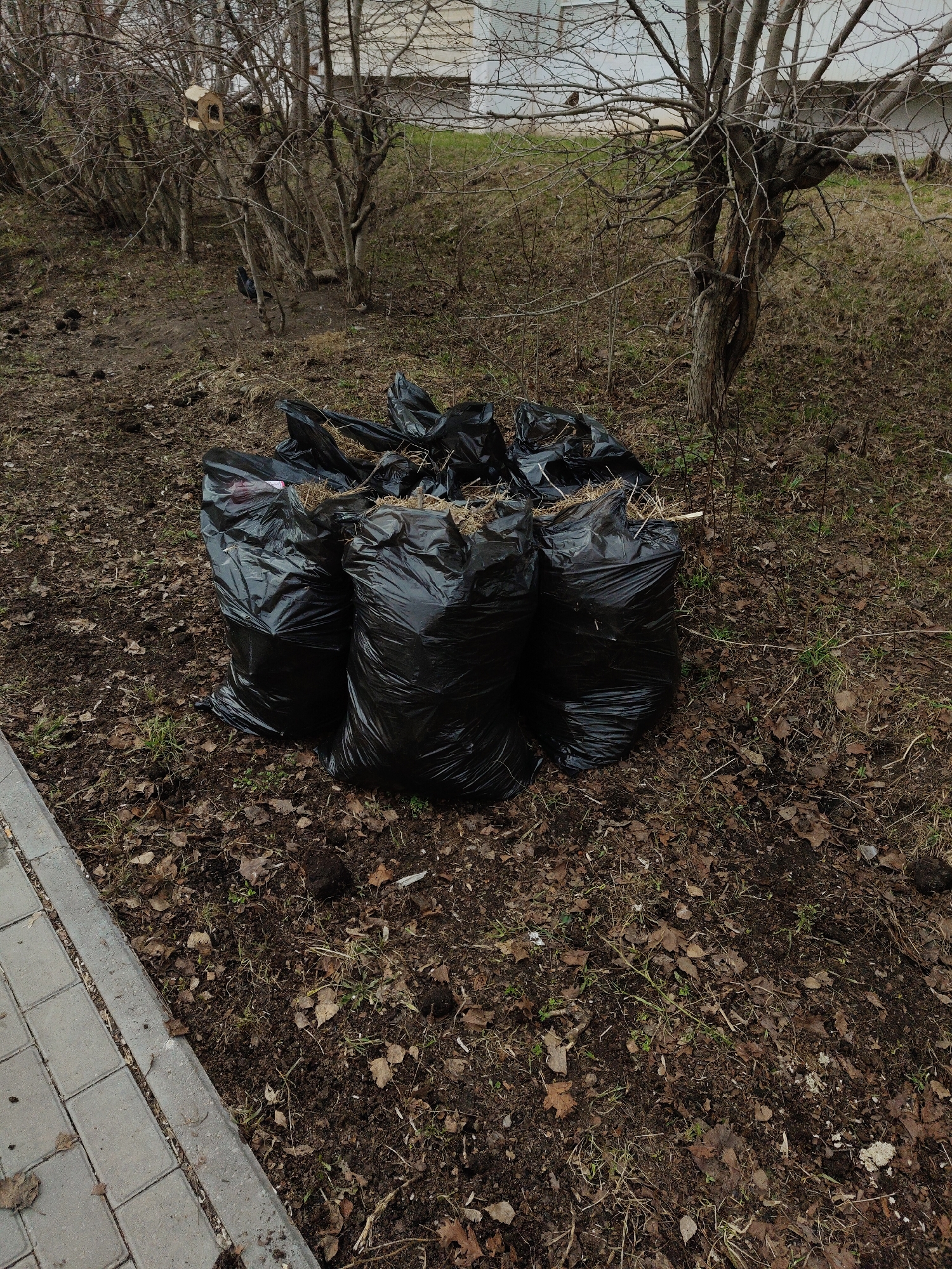 The image shows a pile of black trash bags filled with debris, likely yard waste, on a patch of land covered in fallen leaves and dirt. A paved sidewalk borders the lower left of the frame. In the background, bare bushes and trees stand against a light-colored building. The location is an urban or suburban environment in the Unknown.