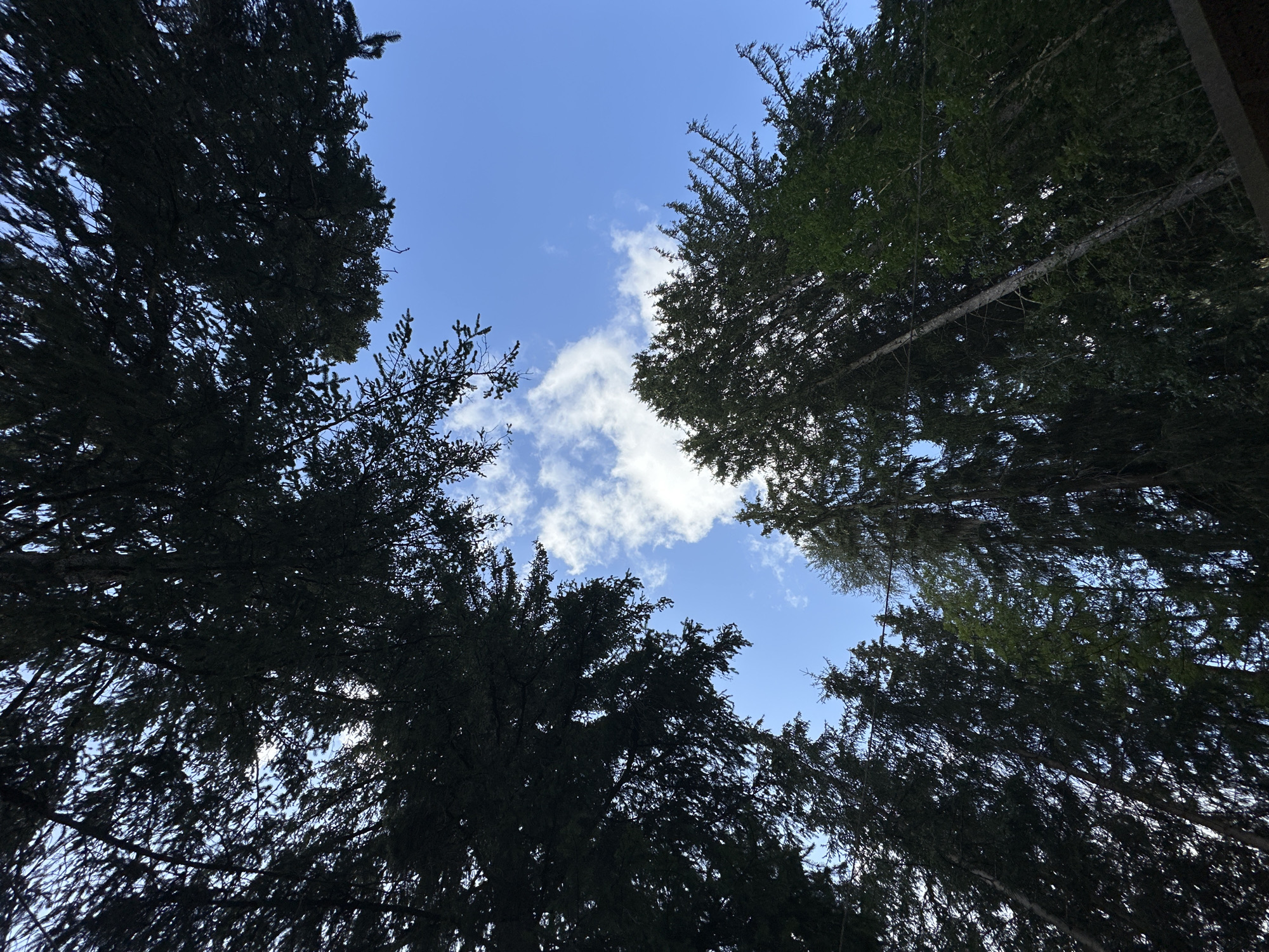 The image is an upward-looking view of tall trees against a bright blue sky with scattered white clouds. The trees are dark green and appear to be coniferous, with dense foliage that partially obscures the sky. The perspective suggests the viewer is standing directly beneath the canopy of the trees, looking up. The lighting indicates it is daytime, possibly late morning or early afternoon. The environment appears to be a forest or park. There are no people or animals visible in the image. The location is not specified as Borno, Italy.