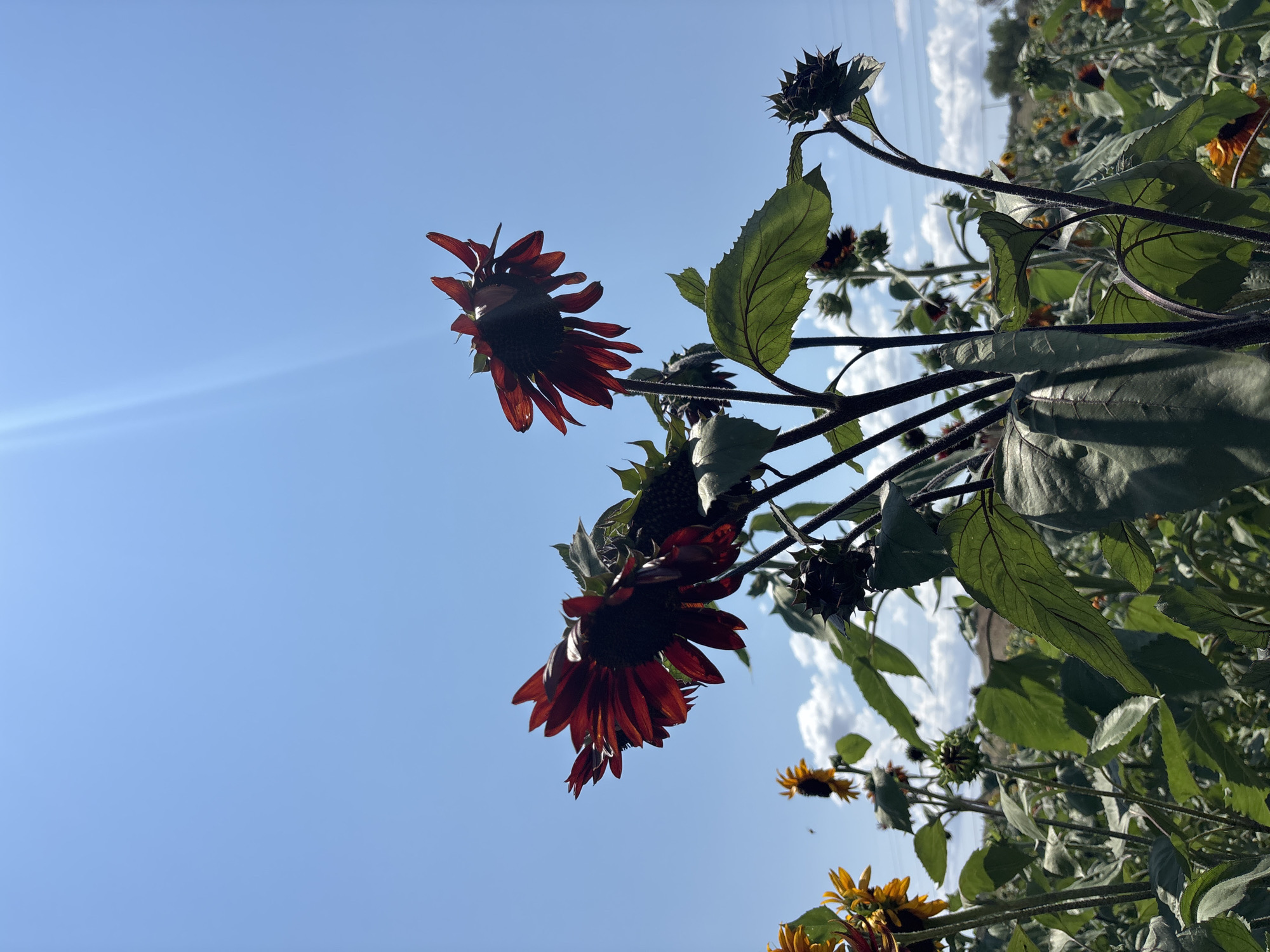 In the city of Dewey-Humboldt, Arizona, United States of America, a low-angle shot captures a field of sunflowers under a clear blue sky. The foreground is dominated by several dark red sunflowers, their petals illuminated by sunlight, with one large sunflower in the center angled towards the sky. Behind these, a vast expanse of sunflowers, some bright yellow and others dark red, stretch towards the horizon. The field is dotted with fluffy white clouds. A few utility poles and power lines are visible in the distance, suggesting the proximity of civilization to this natural landscape. The overall scene evokes a sense of rural beauty on a bright, sunny day.