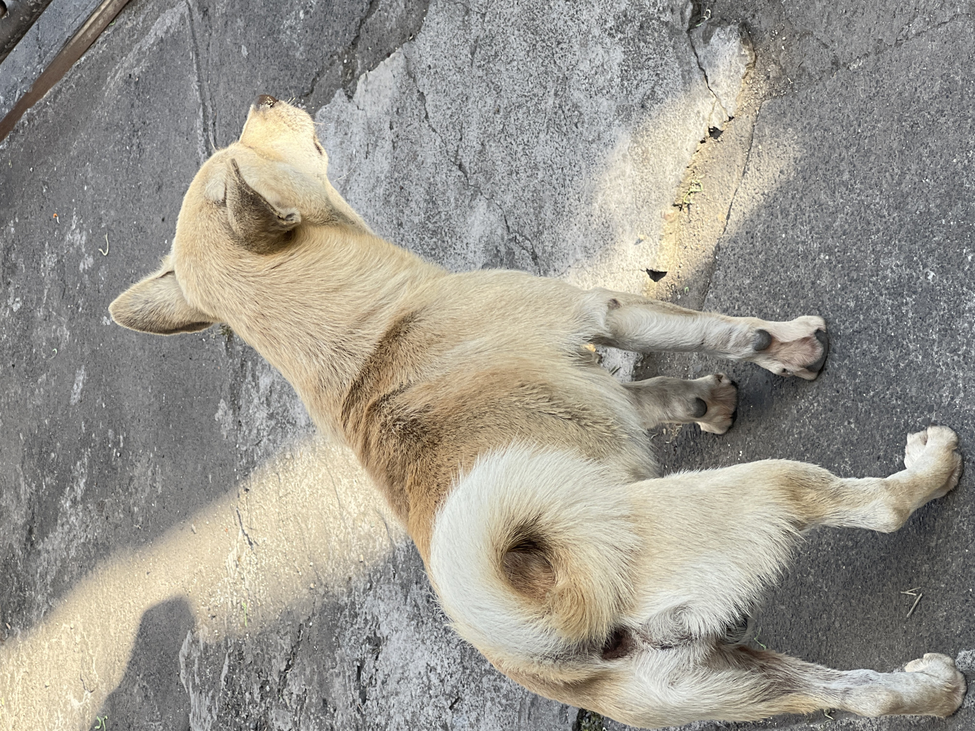 A tan-colored dog stands on a gray, cracked concrete surface in Denpasar, Indonesia. The dog is facing to the right, with its head slightly tilted upwards and its eyes closed. Sunlight casts a diagonal shadow across the ground and the dog's back. The dog has a curled, light-colored tail with a darker spot in the center. Its fur appears somewhat coarse, and its legs are thin. The environment suggests an outdoor urban setting, possibly a street or alleyway, with some debris visible on the ground.