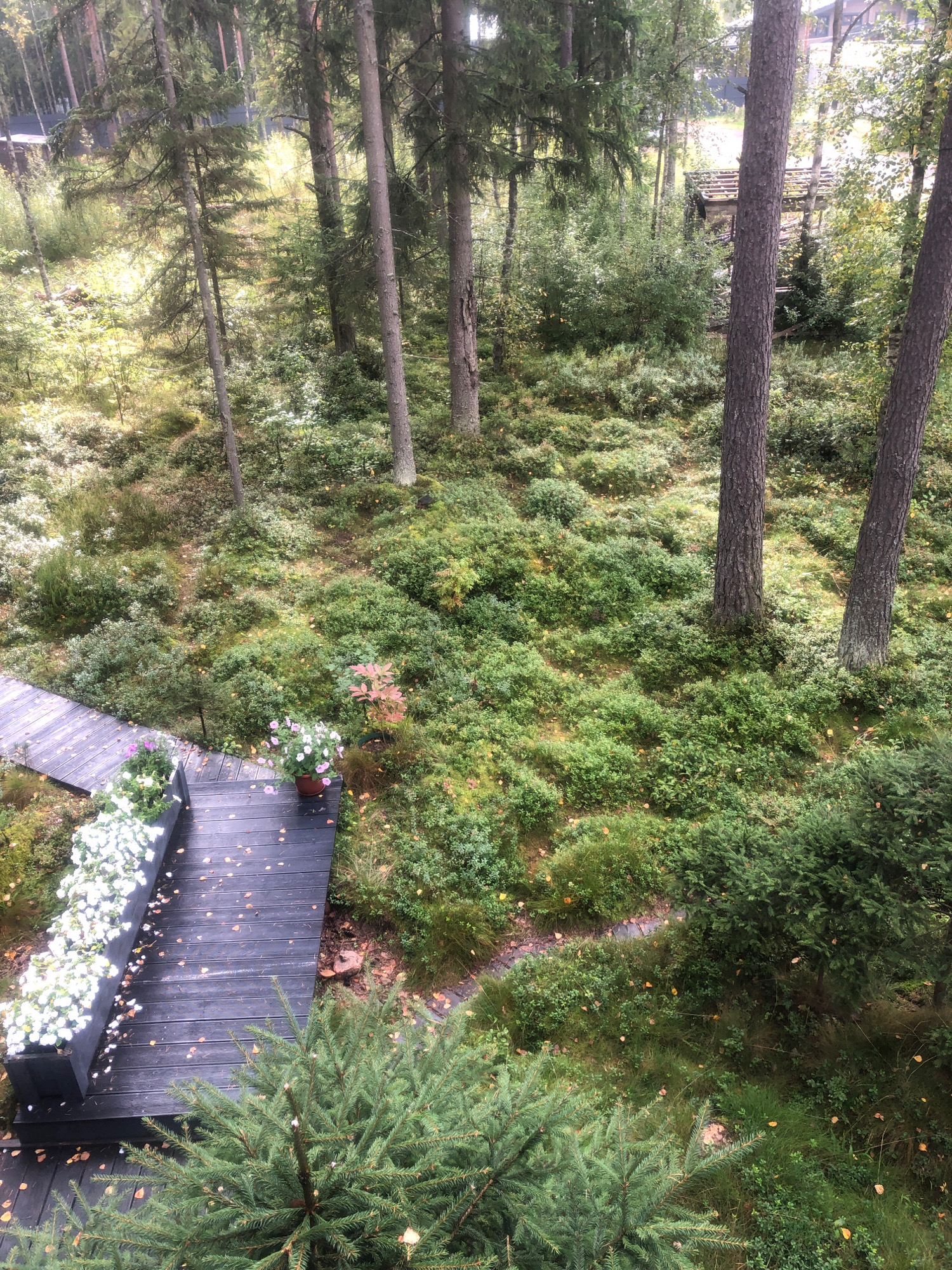 This image depicts an outdoor scene in the city of Arfa, Russia. A dark wooden walkway winds through a lush forest floor covered in low-lying green vegetation and scattered fallen leaves. Several tall pine trees with rough bark dominate the background. Along the walkway, there are planters filled with white and pink flowers. The overall impression is one of a natural, serene environment.
