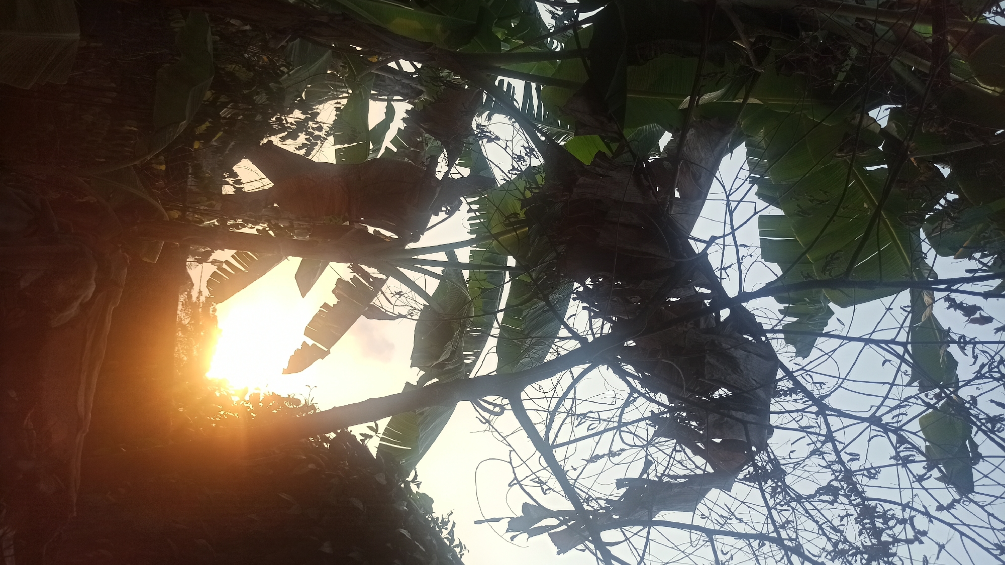 The image depicts a serene outdoor scene, likely from Tuba, Indonesia, during sunset. The foreground is dominated by lush, green banana leaves and dried, brown foliage, with a pathway or ground covered in what appears to be dirt and some discarded material. In the mid-ground, several banana trees are visible, their large leaves silhouetted against the vibrant sky. Bare branches of other trees crisscross the frame, adding a touch of natural artistry. The background is illuminated by a breathtaking sunset, with the sun a bright, glowing orb casting warm orange and yellow light. The sky is a gradient of pale blue and soft hues of orange, suggesting the end of the day. The overall impression is one of natural beauty and tranquility.
