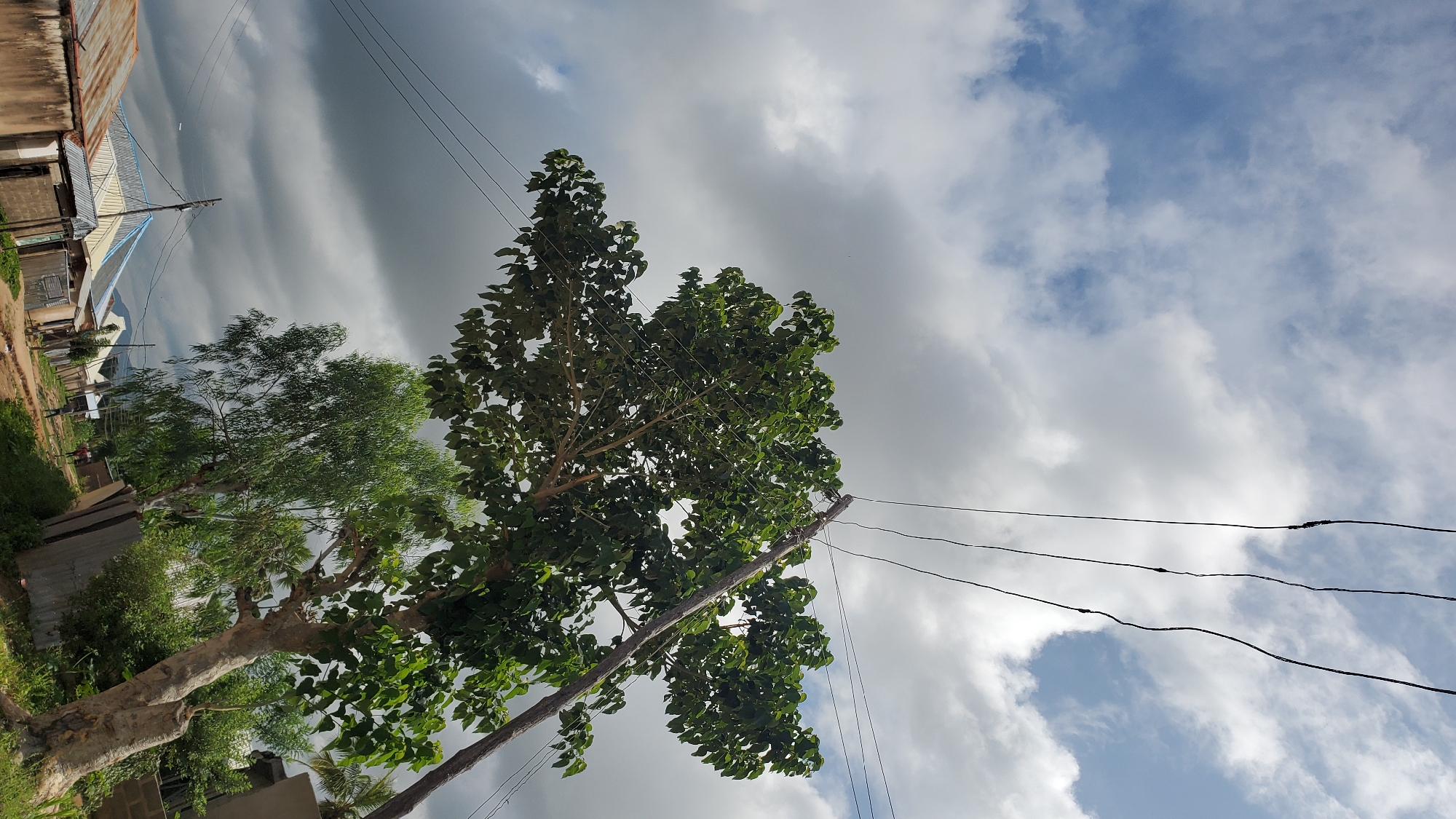 The image depicts a street scene in Jalingo, Nigeria, under a cloudy sky. In the foreground, a large tree with dense green foliage dominates the frame, its branches extending towards the right and partially obscuring the sky. Several electrical wires run across the scene, supported by a wooden pole. To the left, a row of buildings with corrugated metal roofs is visible, suggesting a residential or commercial area. A dirt path runs along the side of these buildings, leading further into the distance. Further down the street, more buildings and trees can be seen, with a few figures walking in the distance, indicating a sparsely populated area. The overall impression is of an outdoor, daytime scene in a developing urban environment.