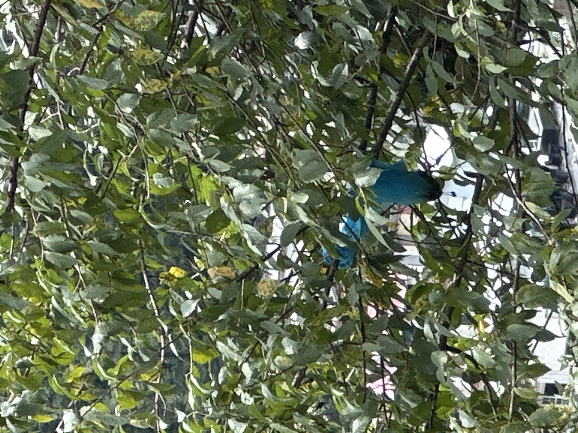 In the city of Bhagsu, India, this image captures a dense green tree canopy, obscuring a glimpse of buildings and infrastructure behind it. The leaves are predominantly green, with some yellowing, suggesting it could be late summer or early autumn. In the mid-ground, a bright turquoise object, possibly a piece of fabric or plastic, is draped over a tree branch, its form partially visible amongst the foliage. The object appears to be a large, soft item, perhaps a bag or garment, hanging down. The scene suggests a natural setting interspersed with man-made elements, hinting at the common sight of trees growing in urban or semi-urban environments.