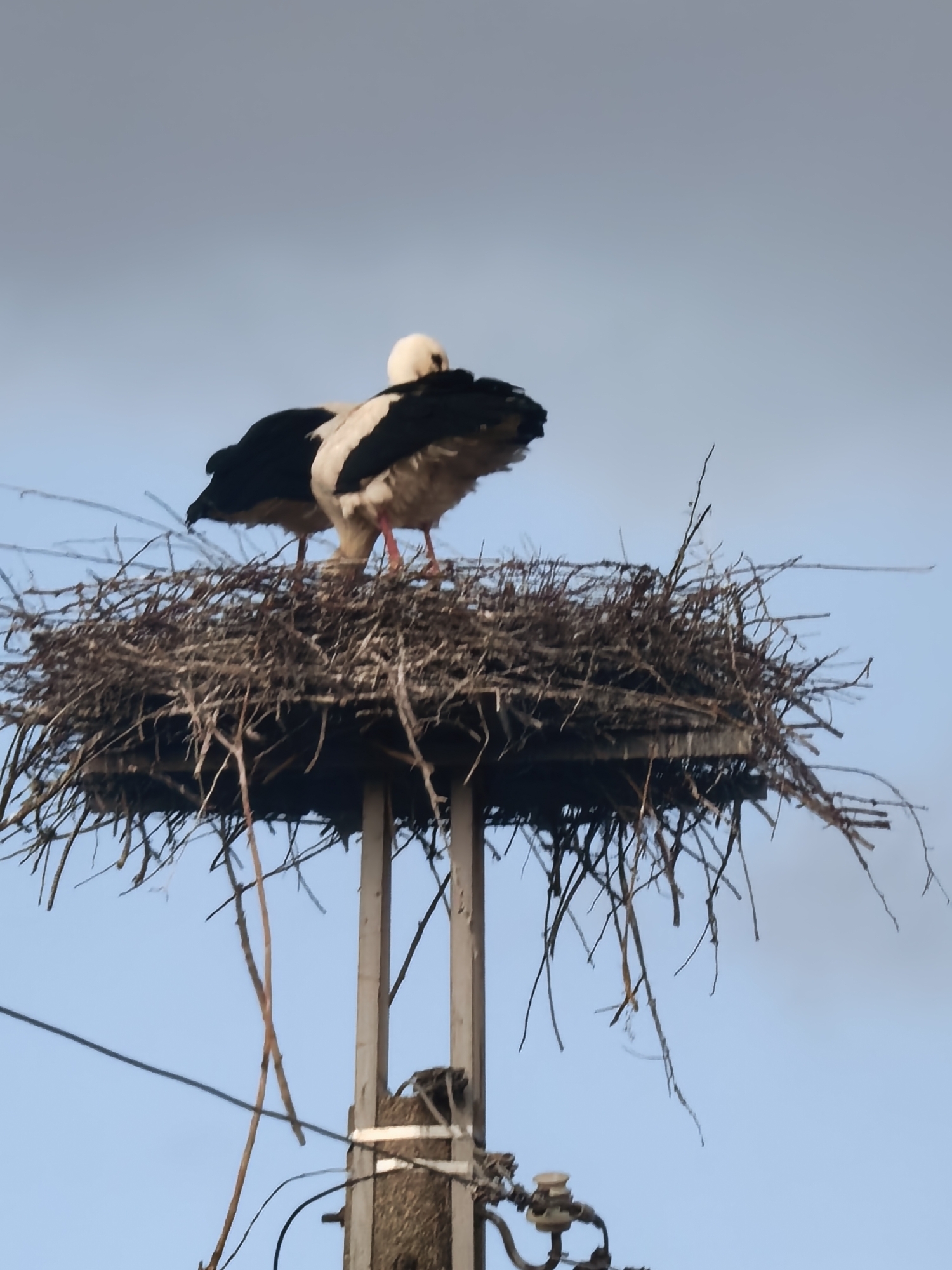 Two white storks with black wings are perched in a large, woven nest made of sticks and branches. The nest is situated atop a tall, gray, metal structure that appears to be a utility pole, complete with wires and electrical equipment visible below the nest. The background consists of a light blue, overcast sky. The location appears to be urban, based on the electrical equipment.