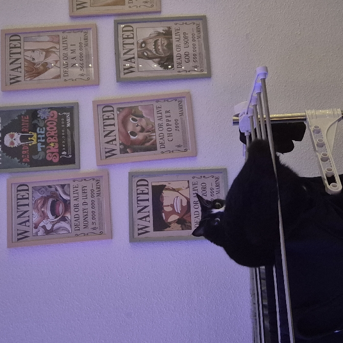 A series of "Wanted" posters adorn a wall, likely sourced from the anime "One Piece". The posters depict characters such as Nami, God Usopp, Chopper, Zoro, Monkey D. Luffy, and The Sk Brook. Their reward amounts vary and are displayed prominently. A black cat peers into the frame, with its face visible near the Zoro poster. Part of a clothes rack and clothing are in the background. The scene is illuminated with a purple-ish light.