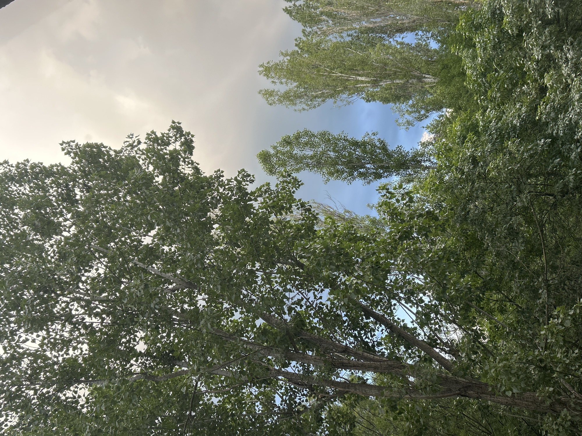 The image presents an upward view of a dense canopy of deciduous trees against a partly cloudy sky, observed in Sofia, Bulgaria. A large, multi-trunked tree with textured, gray-brown bark and abundant green foliage occupies the left side and extends across the upper-left quadrant. To the right and slightly further back, several tall, slender trees, possibly poplars or birches, with lighter, smoother bark and less dense green leaves, ascend towards the sky. The lower portion of the frame is filled with a thick layer of varied green foliage, indicative of undergrowth and lower tree branches. The sky exhibits a gradient of conditions: a bright, heavily overcast area in the upper-left and central-upper regions, transitioning to darker gray clouds towards the upper-right. Interspersed between the trees and cloud cover, distinct patches of vibrant blue sky are visible, predominantly on the right side of the image. No human figures, animals, or artificial structures are discernible within the frame. The scene is static.