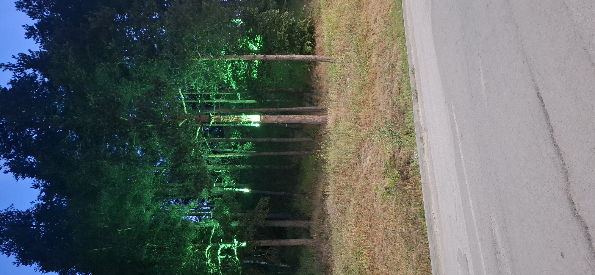 This image captures a nighttime or dusk scene in Bania, Bulgaria, showcasing a section of a pine forest bordering an asphalt road.
The upper portion of the frame is dominated by a dark blue sky above the dense, dark canopies of numerous tall evergreen trees, primarily pines. In the mid-ground, the lower to mid-sections of several pine tree trunks and their branches are intensely illuminated by artificial green lights. At least two prominent light fixtures, appearing as rectangular devices, are visible attached to the lower trunks of trees on the right side of the illuminated cluster, casting a strong emerald glow on the bark and needles. The surrounding forest beyond the immediate illumination remains largely in shadow.
Below the treeline, a dry, unkempt embankment slopes down towards the road. This ground cover consists primarily of straw-colored, dried grass interspersed with some greener patches and scattered small shrubs or undergrowth.
The foreground is occupied by a weathered gray asphalt road. A concrete curb marks the transition between the road and the grassy embankment. The road surface exhibits visible cracks, wear patterns, and faint, faded white painted lines, suggesting a lane or pathway. There are no human figures, animals, or vehicles present in the scene. The overall impression is one of artificial nocturnal illumination within a natural, roadside forest environment.