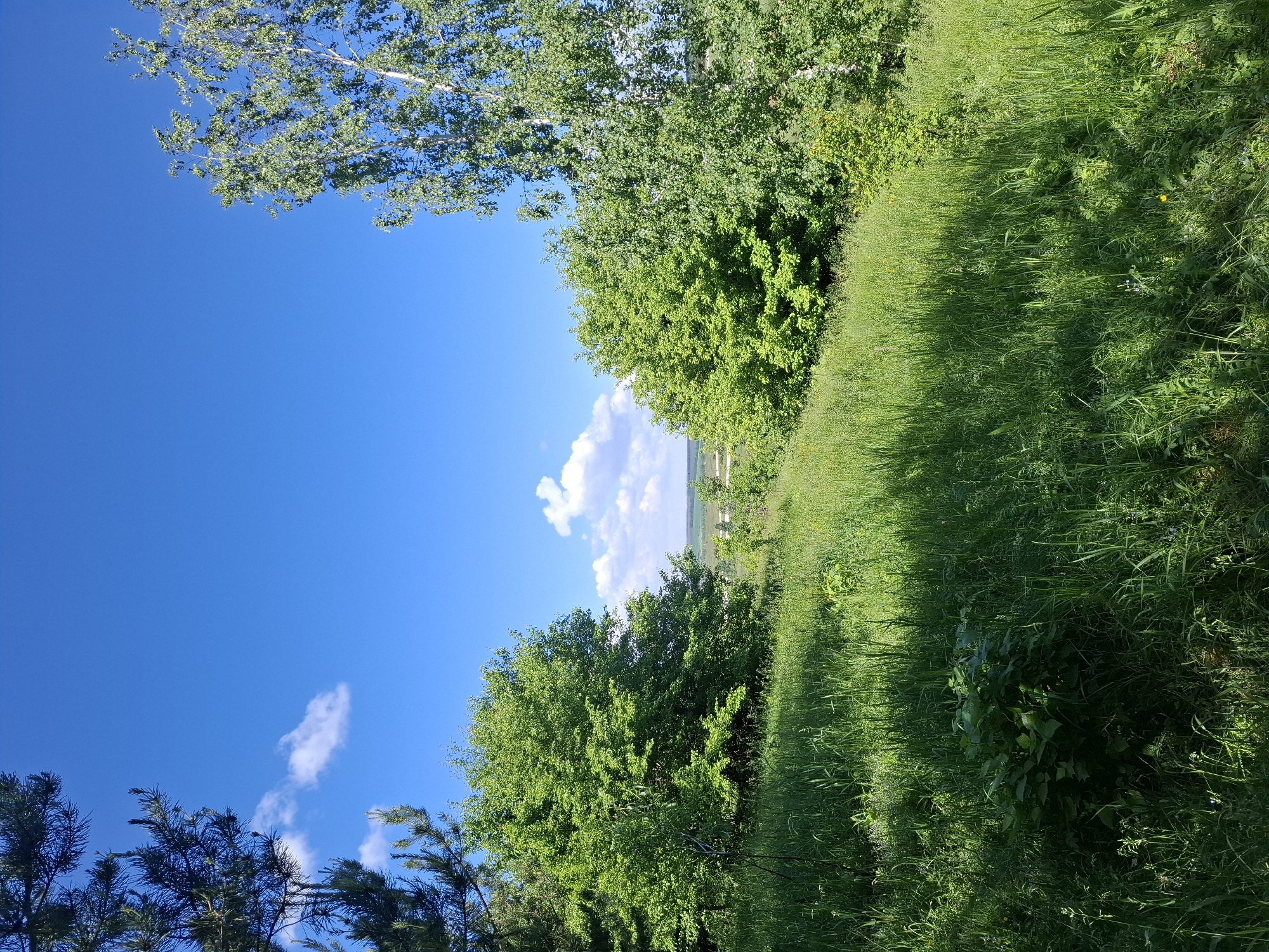 The image depicts a landscape scene, likely taken in a rural area. In the foreground and along the right side of the image, there is lush green grass, suggesting a field or meadow. Patches of tall grass and possibly wildflowers are present. Trees and shrubs with green foliage line the top and lower edges of the frame. A blue sky with some clouds is visible. In the distance, a hint of a horizon line can be seen through an opening in the trees. Without any additional information or local landmarks, it is not possible to confirm that it is located in Khlevnoye, Russia. There are no people, subjects, or actions visible in the image.