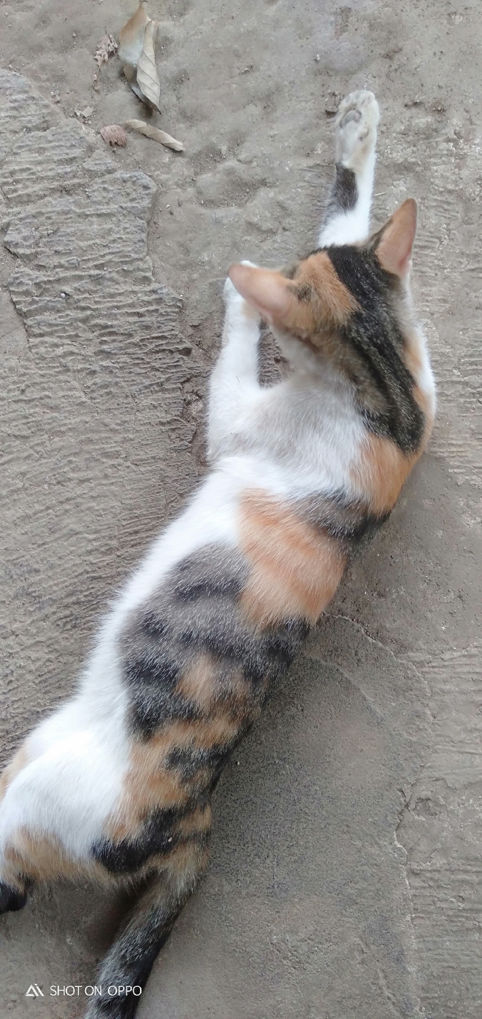 A calico cat is lying on its back on a textured concrete surface. The cat's body is mostly white with patches of orange, black, and gray fur. Its front paws are tucked towards its chest, and its hind legs are stretched out, with one paw lifted. The cat's head is turned to the right, and its ears are visible. There are a few dry leaves scattered on the concrete in the upper left portion of the image. The environment appears to be outdoors, with the concrete ground suggesting a walkway or paved area. No people are visible in the image. The location is specified as the city of South Jakarta, Indonesia.