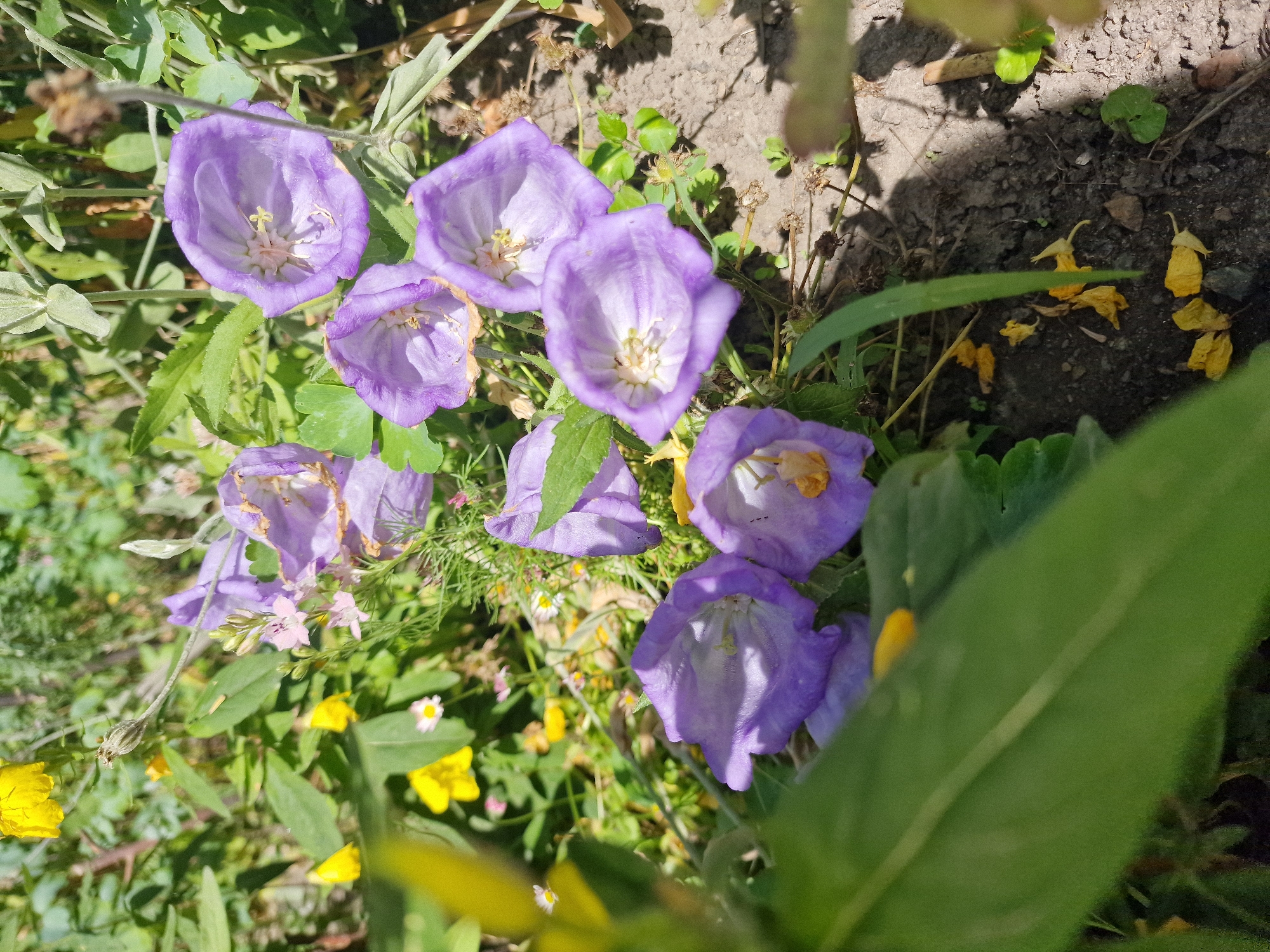 The image shows a cluster of purple bellflowers in bloom, set against a background of green foliage and dark soil. Several of the bellflowers are prominently displayed, with their delicate, trumpet-shaped petals unfurled. Some of the flowers are tinged with white on the inside, and their yellow stamens are visible. Scattered among the purple blooms are smaller pink flowers and bright yellow wildflowers. The scene appears to be outdoors, likely in a garden or meadow, bathed in bright sunlight, suggesting a clear day. The presence of fallen yellow petals and some dried plant matter hints at the natural environment of the flowers. The overall impression is one of natural beauty and a vibrant summer day. There is no visible text in the image.