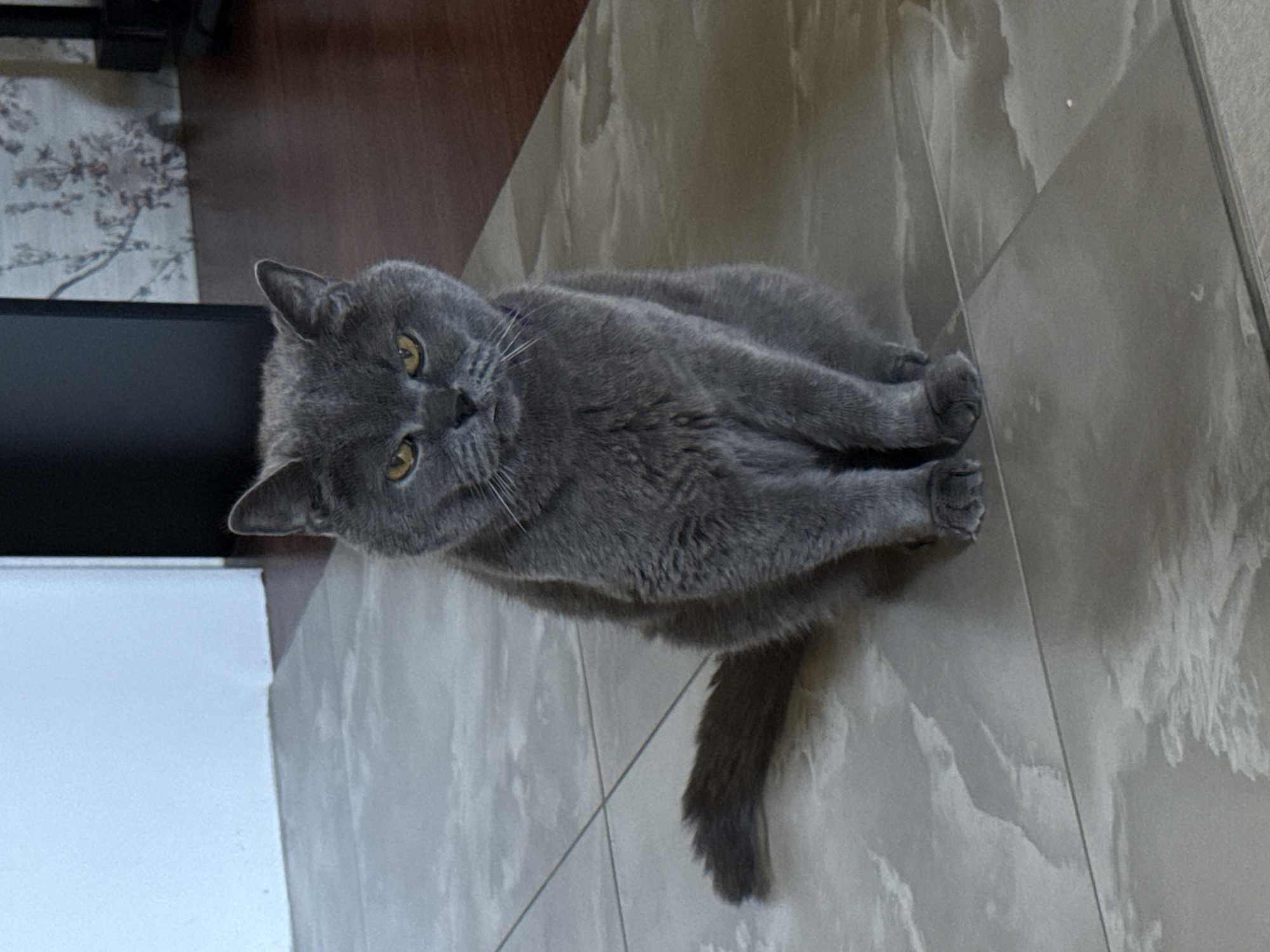 An adult, short-haired, gray British Shorthair cat is sitting on a tiled floor. The cat is facing forward with its paws tucked underneath its body. Its eyes are yellow and it has a stern expression. The cat's tail is curled around its body. The floor is made of large, light gray tiles with a marble-like pattern. In the background, a dark speaker or cabinet is visible on the left, and a wooden floor with a patterned wallpaper is on the right. The lighting suggests an indoor setting.