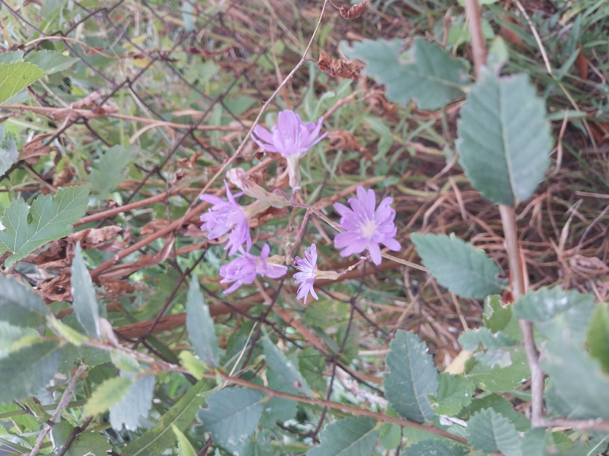 The image shows a close-up view of several small, purple flowers growing near a chain-link fence. The flowers have delicate, petal-like structures and appear to be in various stages of bloom. Green leaves and brown, dried vegetation are visible in the background, suggesting an outdoor setting. The chain-link fence is a prominent element, with its diamond pattern creating a textured backdrop. The lighting suggests it may be daytime, with natural light illuminating the scene. The image does not depict any people or specific landmarks that would indicate its location in the city of Dnipro, Ukraine.