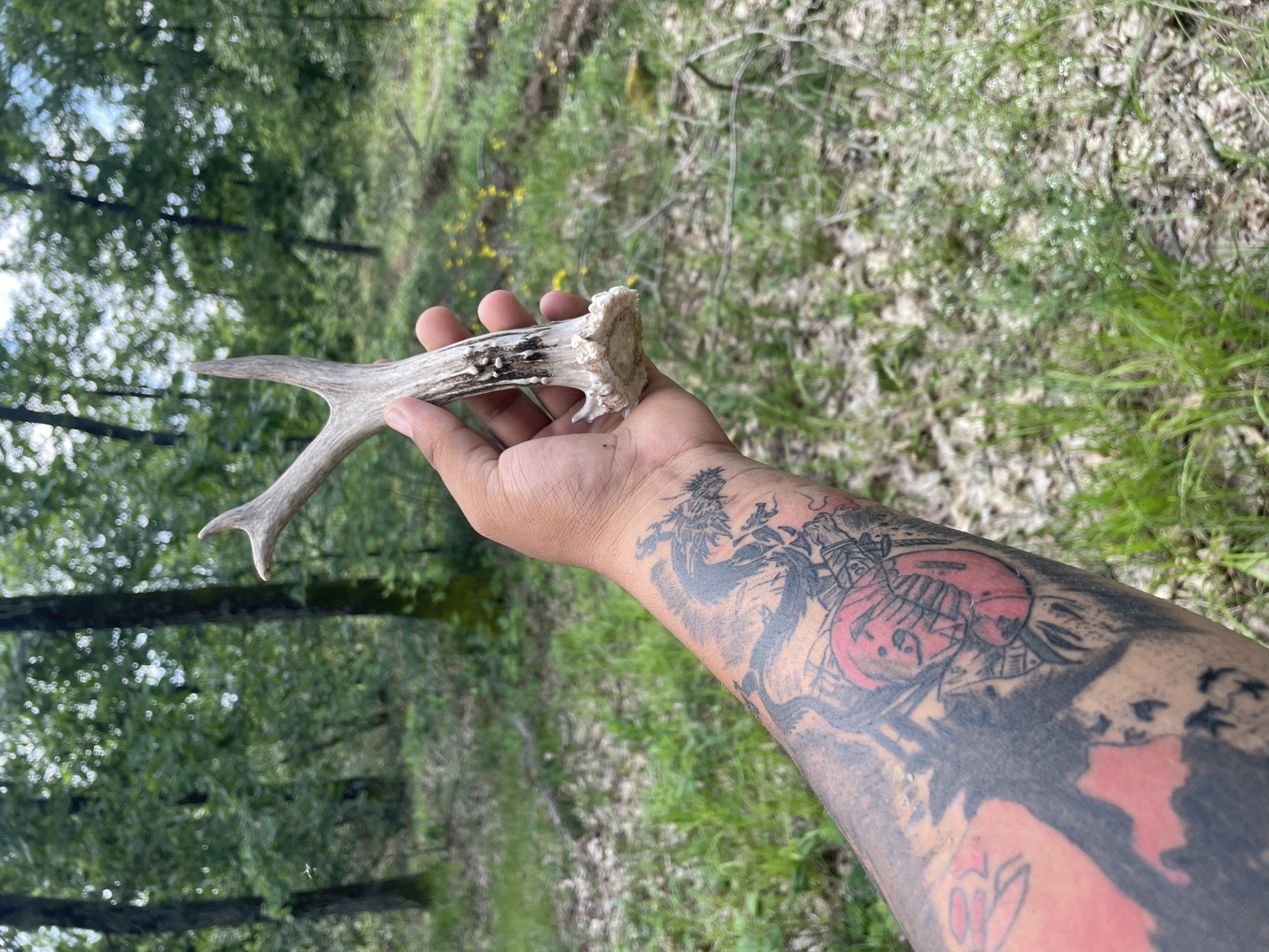 A person's right hand and forearm are prominently featured, holding a small, shed deer antler against a blurred natural background. The hand has a tan complexion and appears to be masculine, firmly grasping the base of the antler. The antler itself is light beige with darker, textured ridges and a distinctive three-point shape. Its base shows the rough attachment point where it separated from the deer.
The forearm is heavily adorned with tattoos. A large, intricate black and grey dragon-like design covers a significant portion of the arm. Below the dragon, a vibrant red and black stylized face or mask, possibly resembling a Japanese oni mask, is clearly visible. Further down the forearm, another red, abstract design can be seen. A smaller, dark symbol is tattooed on the wrist near the thumb.
The background depicts a lush, green outdoor environment, consistent with a forest or woodland. Trees with abundant foliage dominate the scene, appearing somewhat out of focus. The ground cover consists of green grass and scattered dried leaves. Patches of small yellow flowers are visible in the mid-ground, suggesting a spring or summer season. The overall lighting indicates it is daytime. The scene captures a moment of discovery in nature, likely in Ravna Gora, Bulgaria. No visible text is present in the image.