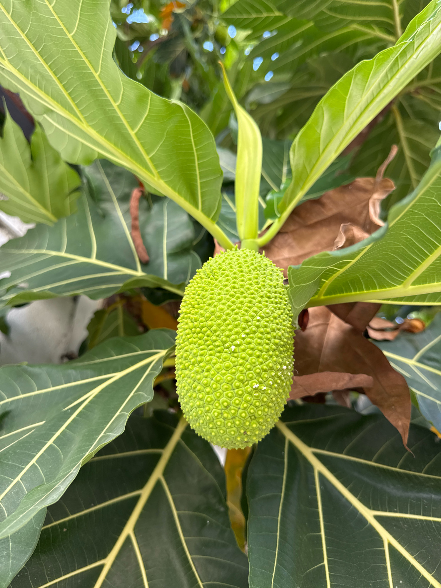 A close-up shot focuses on a green, bumpy breadfruit hanging from a tree. Large, vibrant green leaves with yellow veins surround the fruit, some of which appear dried and brown. The background is blurred, showing hints of blue sky and more foliage. The image was captured in the city of Nha Trang, Vietnam, likely in an outdoor setting where breadfruit trees are cultivated. There are no people or human activity visible in the frame.