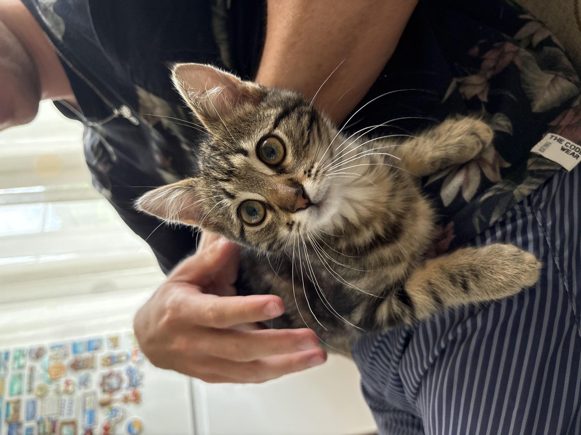 A tabby kitten with wide, curious eyes is being held by a person. The kitten's fur is a mix of brown and black stripes, and its whiskers are prominent. The person's hands are visible, with one gently stroking the kitten's back. The person is wearing a dark t-shirt with a subtle floral pattern and a silver necklace. The kitten is nestled against the person's lap, which is covered in a striped fabric. In the background, a refrigerator is adorned with numerous magnets, suggesting a domestic setting. The overall impression is one of warmth and affection. The image does not contain any information that would allow for its location in Gabrovo, Bulgaria.