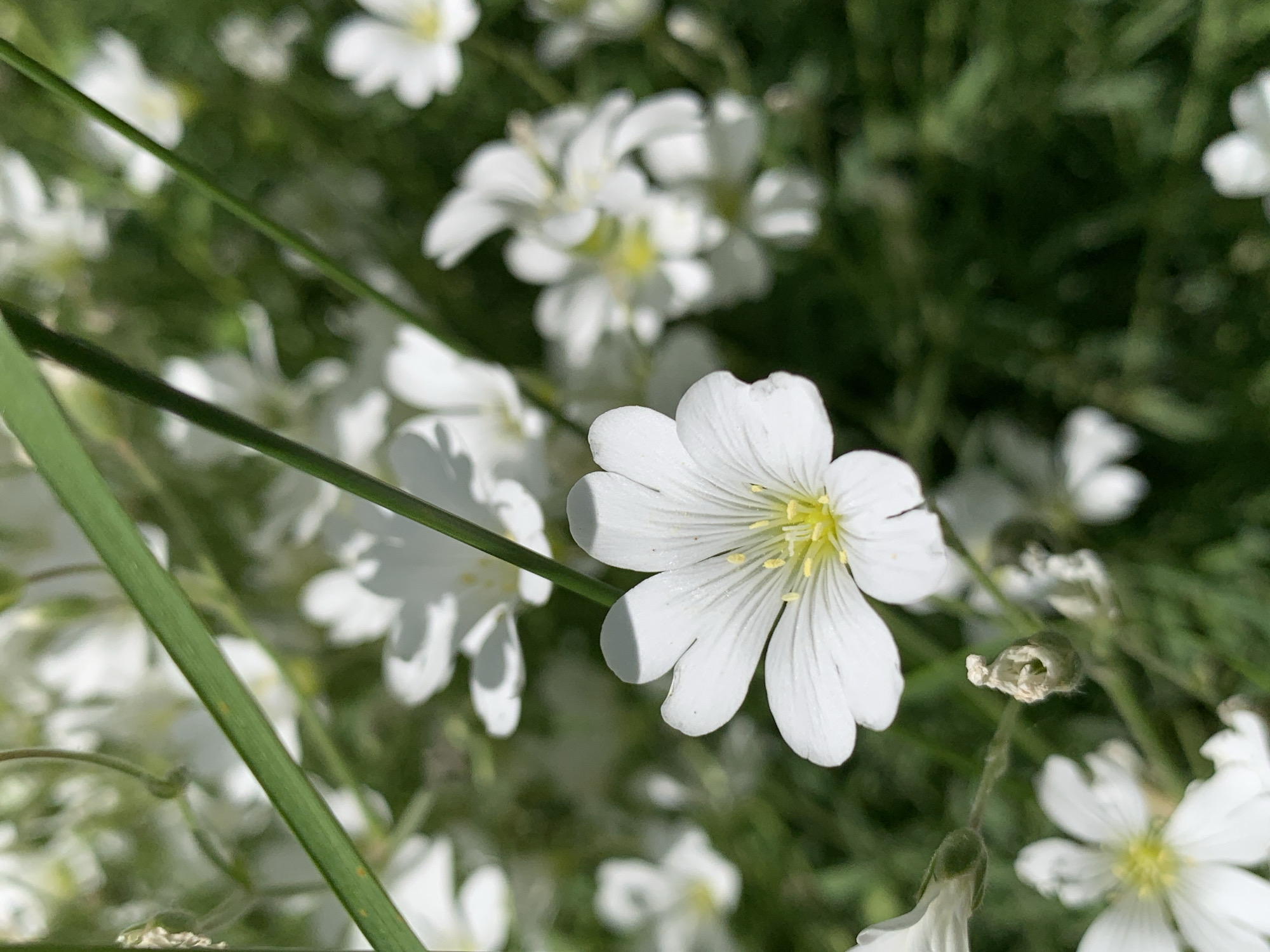 The image shows a close-up of a patch of white flowers with yellow centers, interspersed with green blades of grass. The flowers appear to be in bloom, and some are slightly out of focus. The scene seems to be outdoors, potentially in a garden or field. The location is specified as Stavropol, Russia, but there are no elements in the image that definitively confirm this geographic location.
