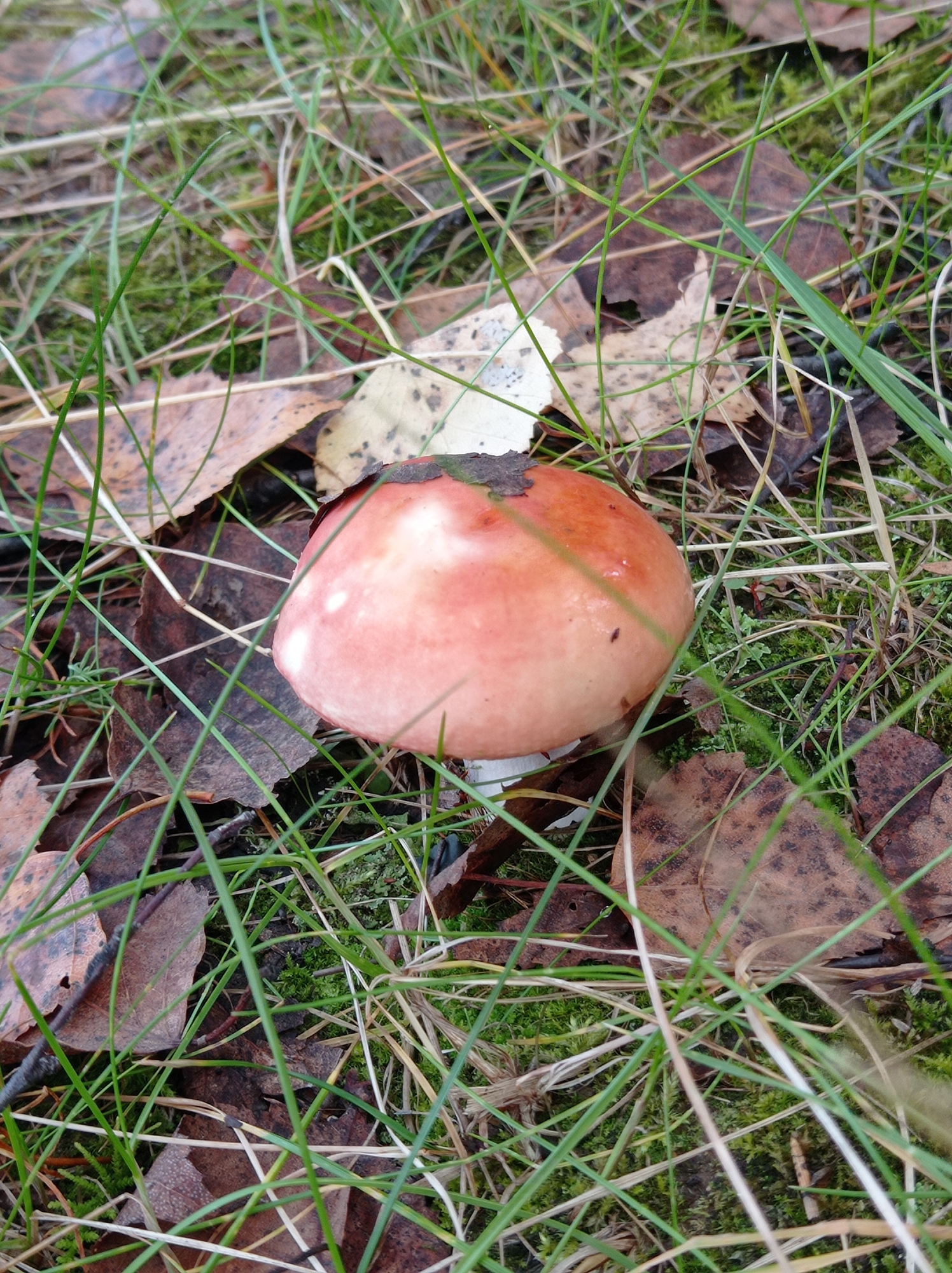 A close-up, eye-level shot captures a single, small mushroom growing amongst moss, fallen leaves, and blades of grass. The mushroom's cap is a reddish-pink with lighter, white splotches and a dark brown edge. The stem, partially visible, appears white. The surrounding environment is a forest floor, likely in Degtyarsk, Russia, with damp moss and decaying leaves in various shades of brown, along with green grass and some dry, straw-like stalks. The lighting suggests an overcast or shaded day. There are no people or animals visible in the image.