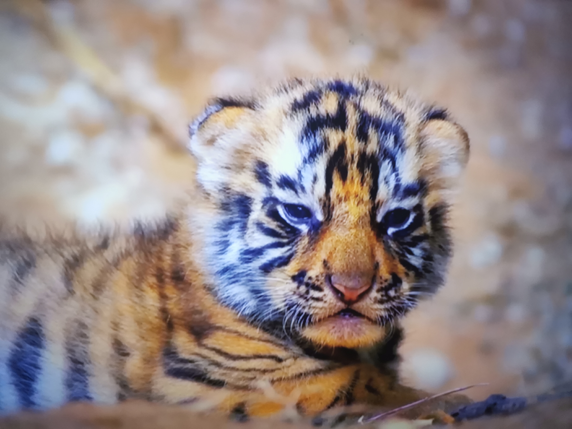 This is a close-up, medium shot of a tiger cub lying down. The cub is facing forward with its head slightly tilted. Its fur is a mix of orange, black, and white stripes. The background is blurred and consists of earthy tones. There are no people or any identifiable landmarks of the city of Dnipro, Ukraine in this image.