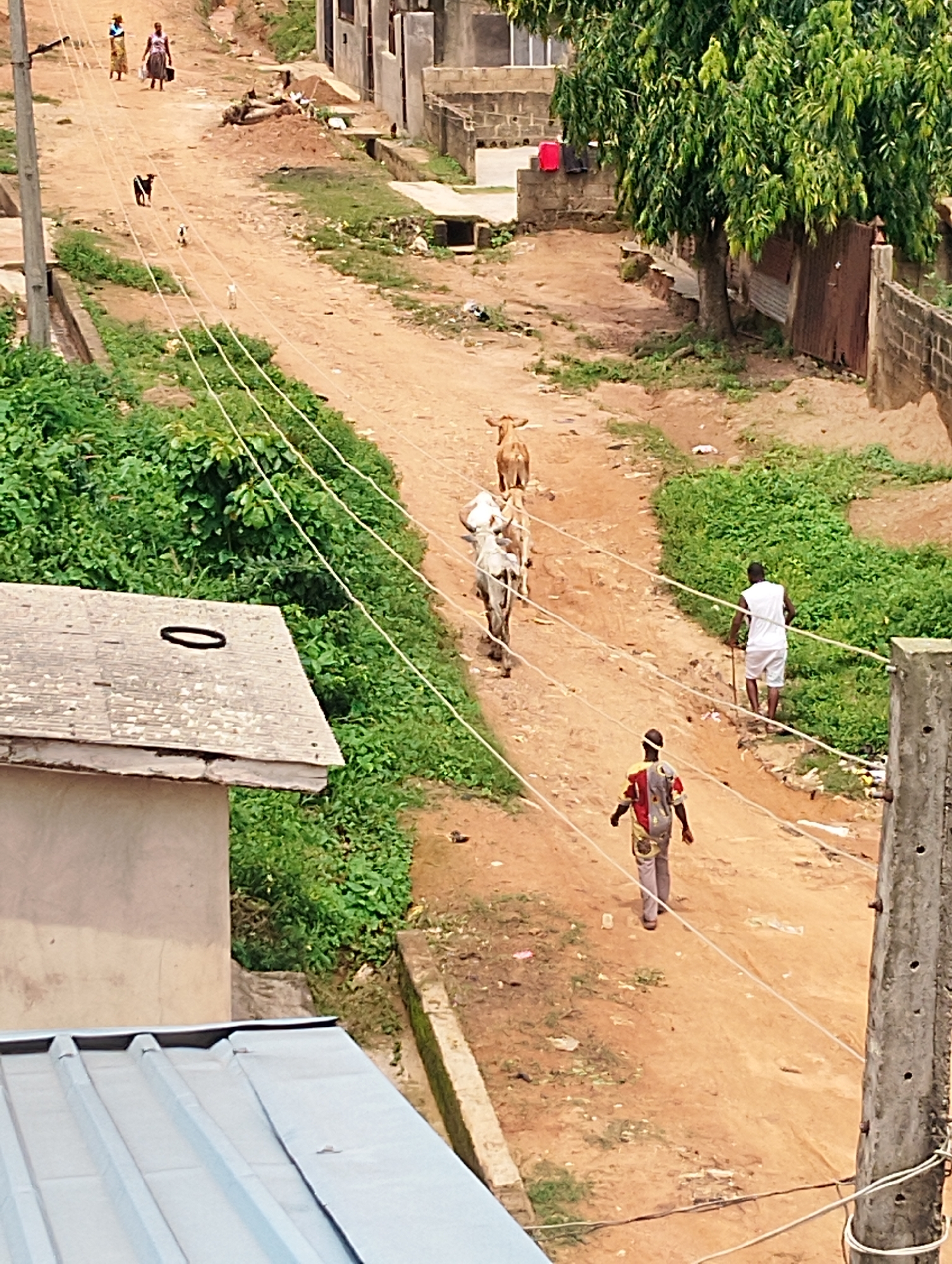 The image depicts a dirt road in Agege, Nigeria, with several people and animals. In the foreground, a person wearing a colorful patterned shirt and grey pants walks away from the camera. Further up the road, two cows are being led by a person in a white shirt and shorts, who is carrying a walking stick. Two goats and another small animal are also visible on the road. On the left side of the road, a building with a light-colored roof is partially visible, with lush green vegetation surrounding it. The background shows more buildings, some of which appear to be under construction, and a large tree. The scene appears to be a typical day in a residential area, with daily activities of people and their livestock.