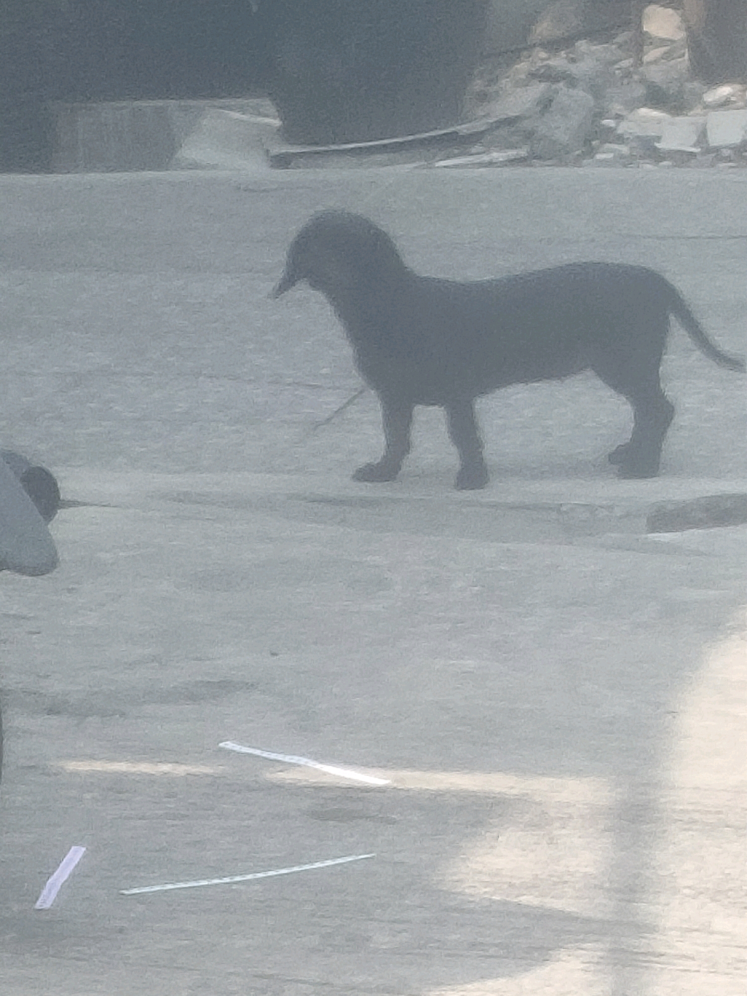 The image shows a silhouette of a dog standing on a concrete surface. The dog is dark in color and appears to be medium-sized with a lean build. Its head is turned to the left, and its tail is visible behind it. The ground is grey and appears to be an outdoor area, possibly a street or a courtyard. There are some white lines on the ground, which could be road markings or tape. The background is out of focus, but it appears to be an urban environment with some structures and debris. The lighting suggests it is daytime. There is no indication of the specific location in Surabaya, Indonesia, beyond it being an urban setting.
