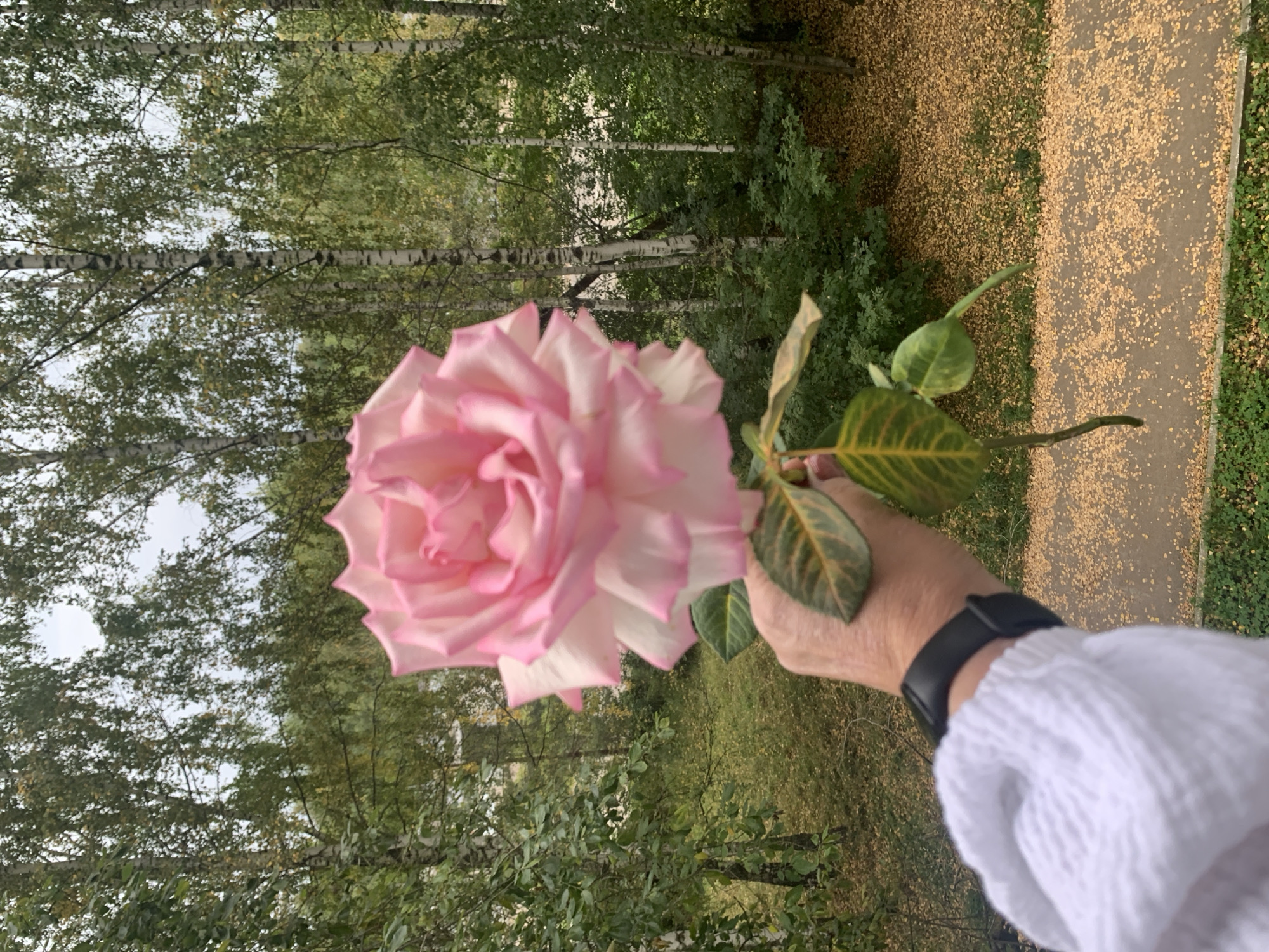A person's arm, wearing a white sweater and a black watch, is holding a large pink and white rose with green leaves. The background is a natural scene with many birch trees and some foliage, likely in an urban park or residential area. The ground is covered with fallen yellow leaves, suggesting the autumn season. The photo was taken from a slightly elevated position, possibly a balcony or window. The location is in Chaikovsky, Russia.