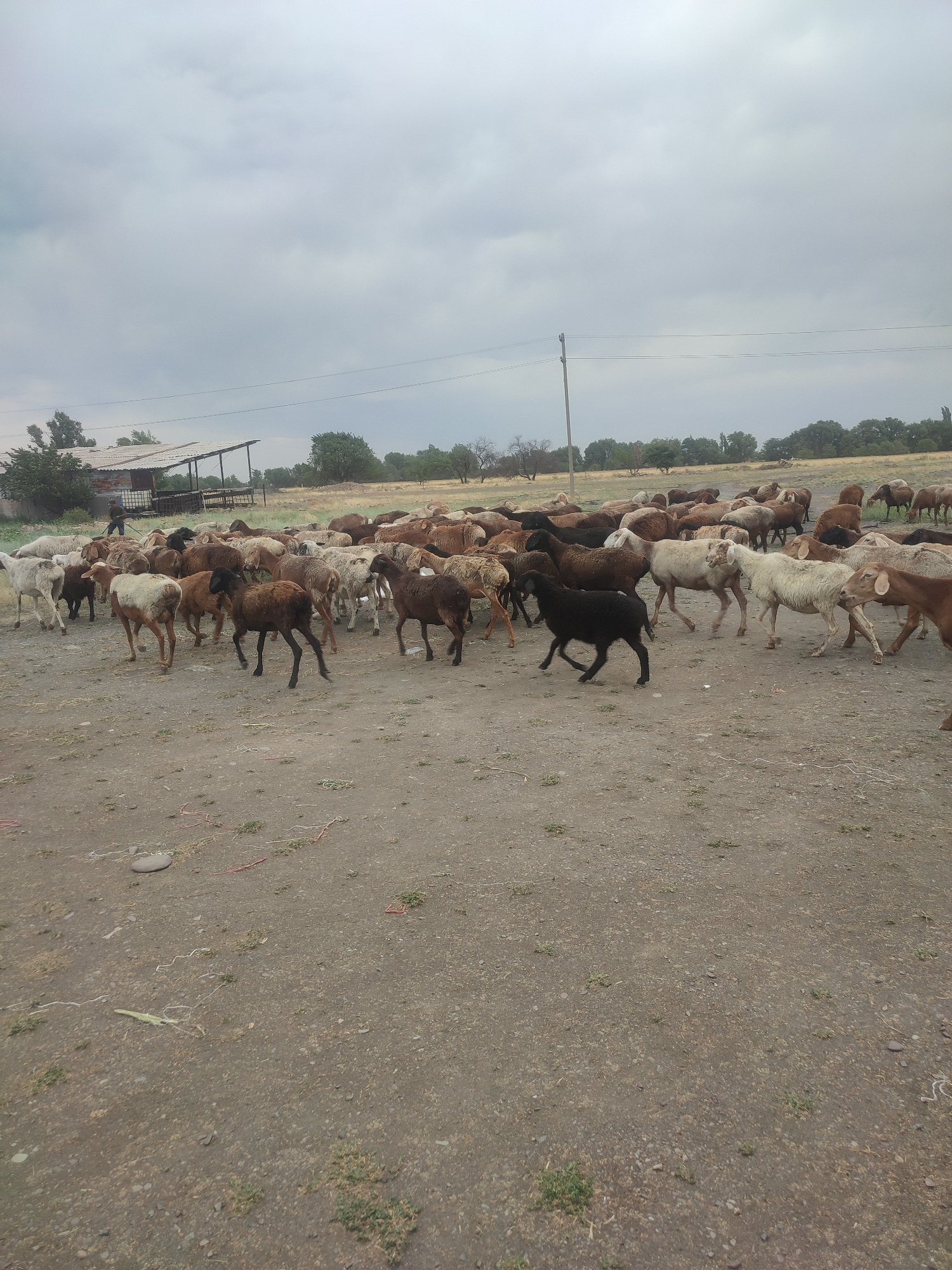 A flock of sheep is gathered in a dusty, open area. The sheep are of various colors, including white, brown, and black. Some are standing, while others are walking. In the background, there is a simple structure with a corrugated metal roof, likely a shelter. Further back, trees and dry vegetation are visible, suggesting a rural or semi-rural environment. The sky is overcast with heavy clouds. The scene appears to be a farm or livestock holding area in Kara-Balta, Kyrgyzstan. There is one person visible, a male, wearing dark clothing, who appears to be tending to the sheep.