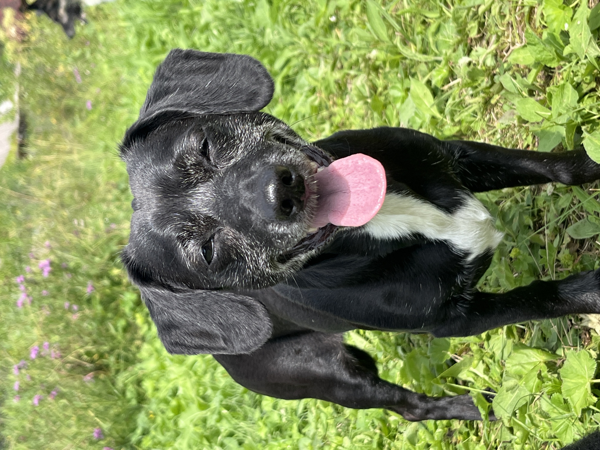 A black and white dog with a pink tongue sticking out stands in green grass in front of blurred purple flowers. The dog's fur is short and appears slightly damp. Its eyes are mostly closed, and its head is tilted slightly to the right. A white patch of fur is visible on its chest. The background is a bright green field with scattered purple flowers and some lighter green foliage. The lighting suggests a sunny day. The image appears to be taken outdoors, likely in a park or a garden area. There is no discernible information about the specific location within Nizhny Tagil, Russia.