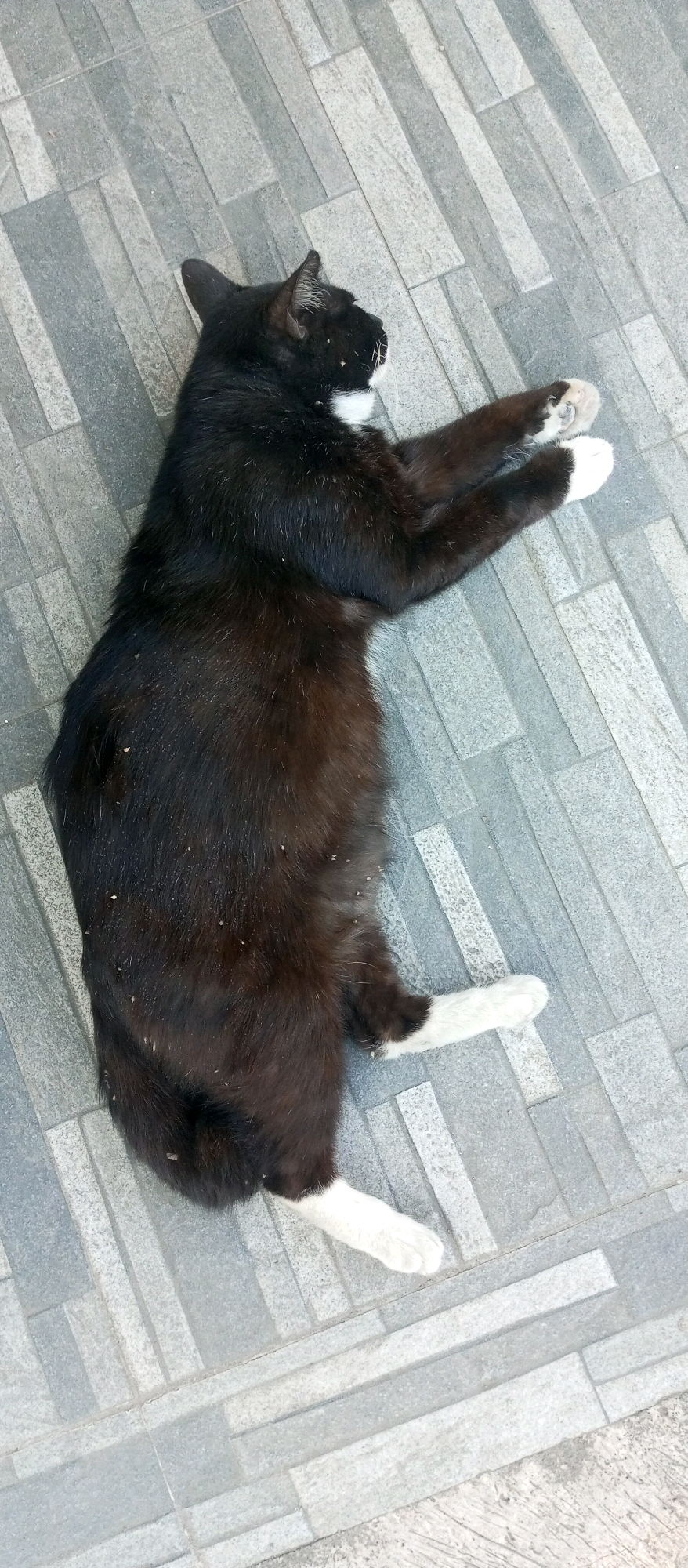 A black and white cat is lying on its side on a gray tiled floor in Ngargorejo, Indonesia. The cat is mostly black with white paws and a white patch on its chest and face. It appears to be sleeping or resting. The tiled floor is made of rectangular gray tiles of varying shades. The image is taken from a top-down perspective.