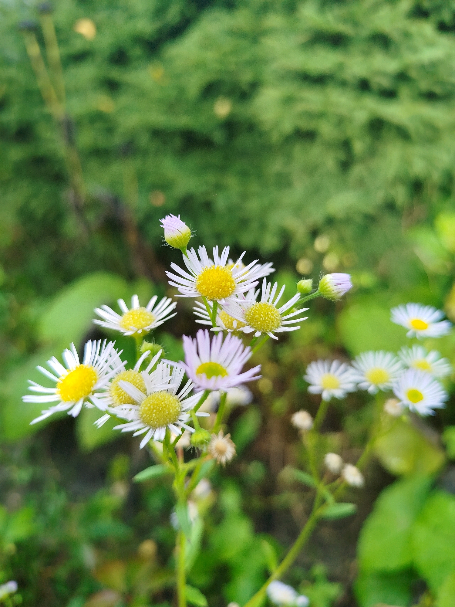 A close-up, vertical shot captures a cluster of white and yellow wildflowers with green foliage in the background. The flowers, featuring delicate white petals and bright yellow centers, are in various stages of bloom, with some buds visible. The background is a soft blur of green, suggesting a natural outdoor setting. The image's composition focuses on the intricate details of the flowers, highlighting their delicate structure and vibrant colors. The overall impression is one of natural beauty and tranquility. The scene is not specific to any particular urban location and could be found in a garden or wild meadow.