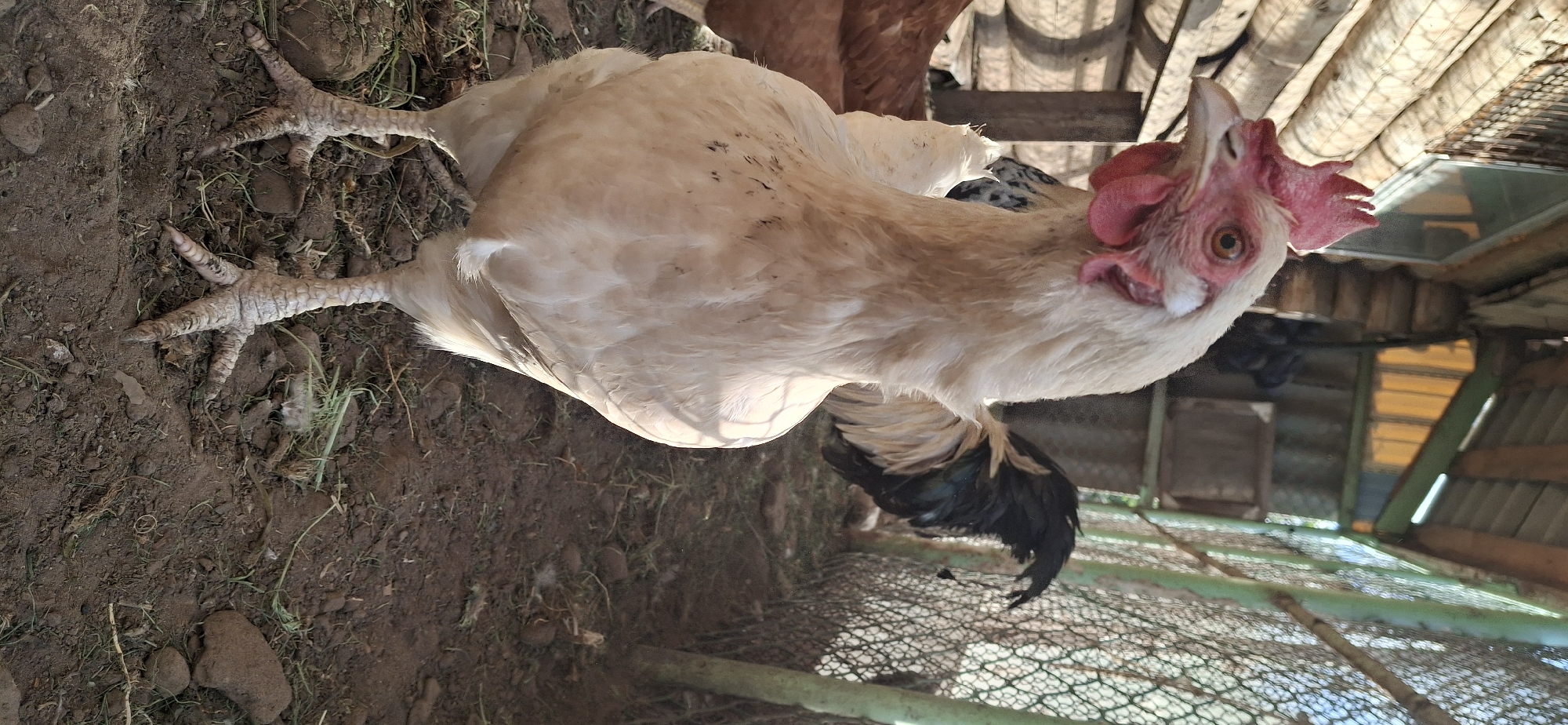 The image shows a chicken in a dirt enclosure. The chicken has white feathers, a red comb, and yellow eyes. Its feet are on the dirt ground, which also contains some grass. In the background, there is a wire mesh and a corrugated metal roof of a structure. There is no information in the image that can be used to confirm the location of Chaikovsky, Russia.